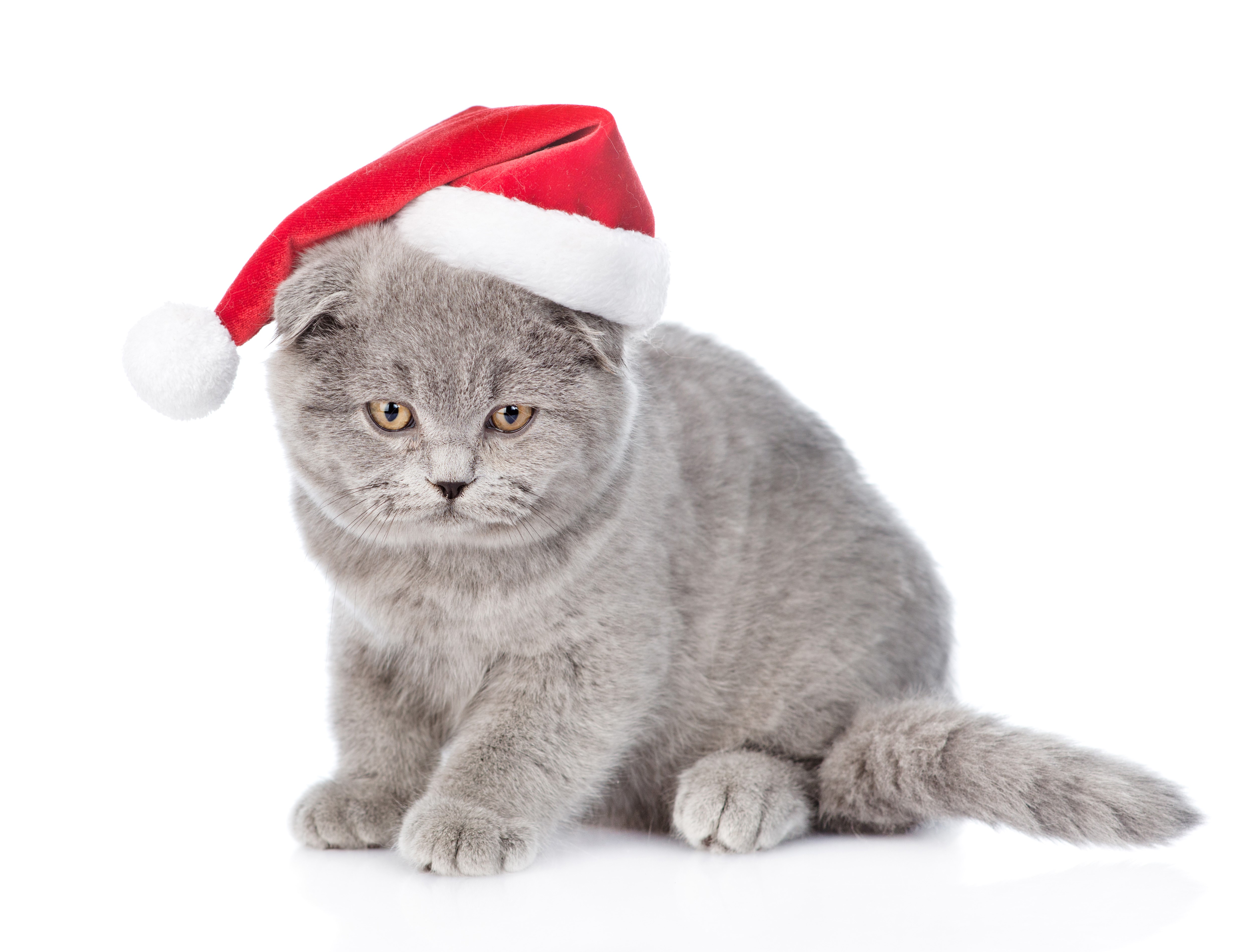 Scottish Fold kitten wearing a Santa hat HD Wallpaper