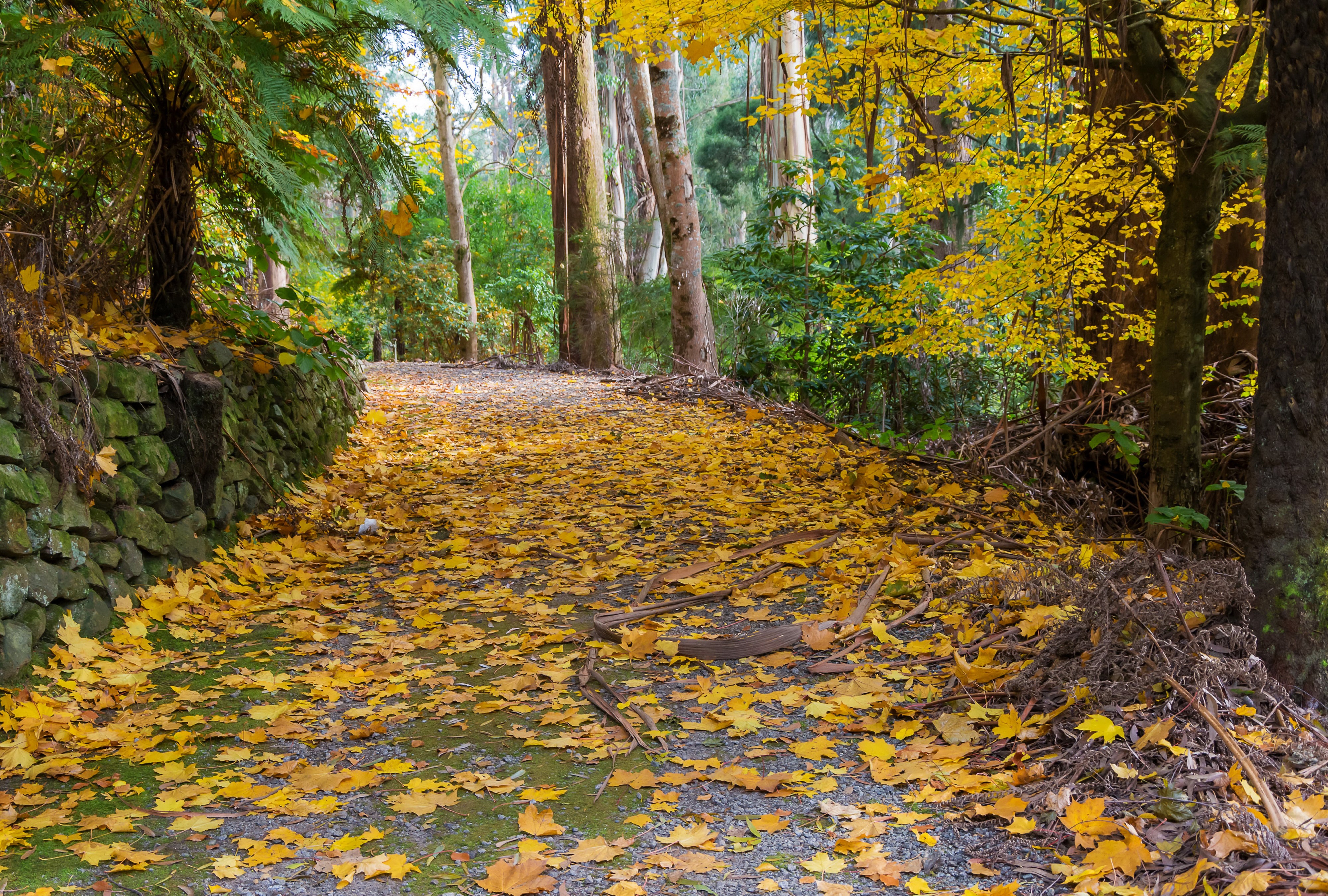 Autumn path with fallen leaves at Alfred Nicholas Memorial Gardens HD Wallpaper