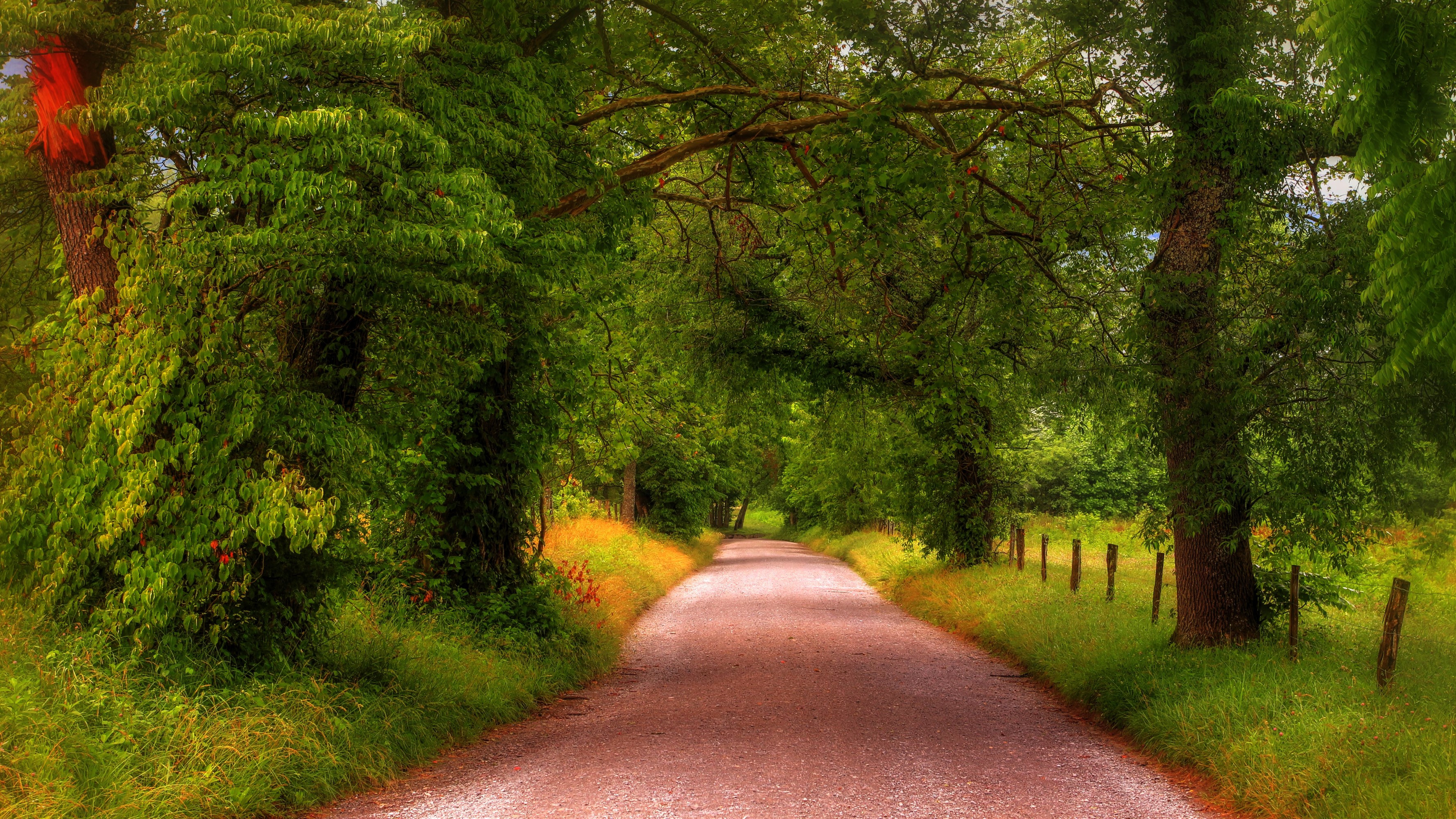 Road through Great Smoky Mountains National Park HD Wallpaper