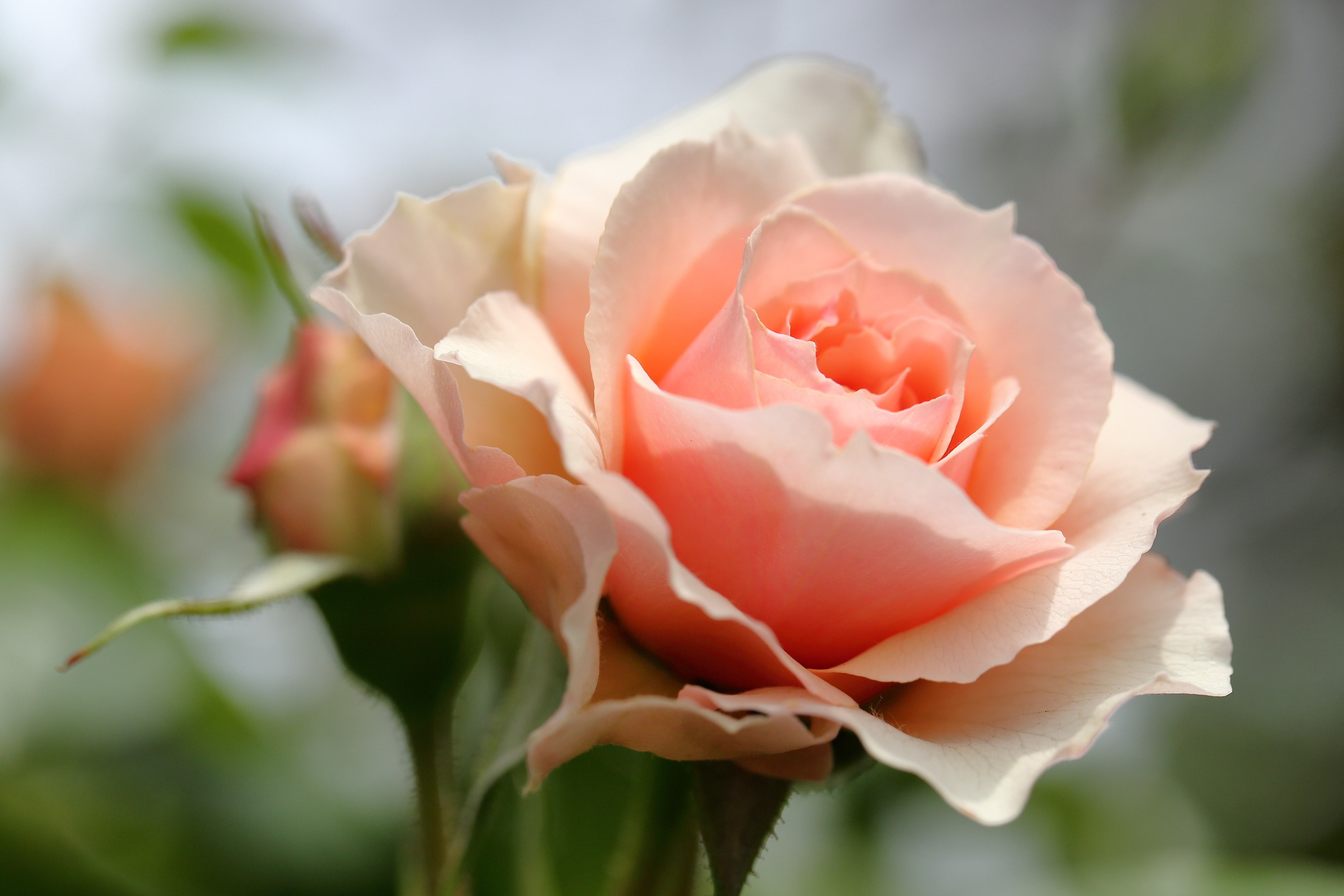 Close-up of a pink rose with buds HD Wallpaper