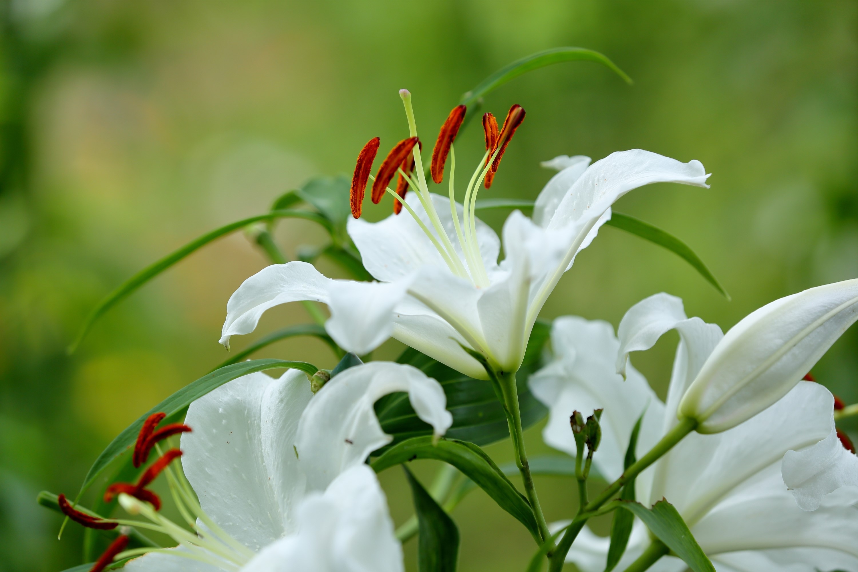 White lilies with red stamens HD Wallpaper