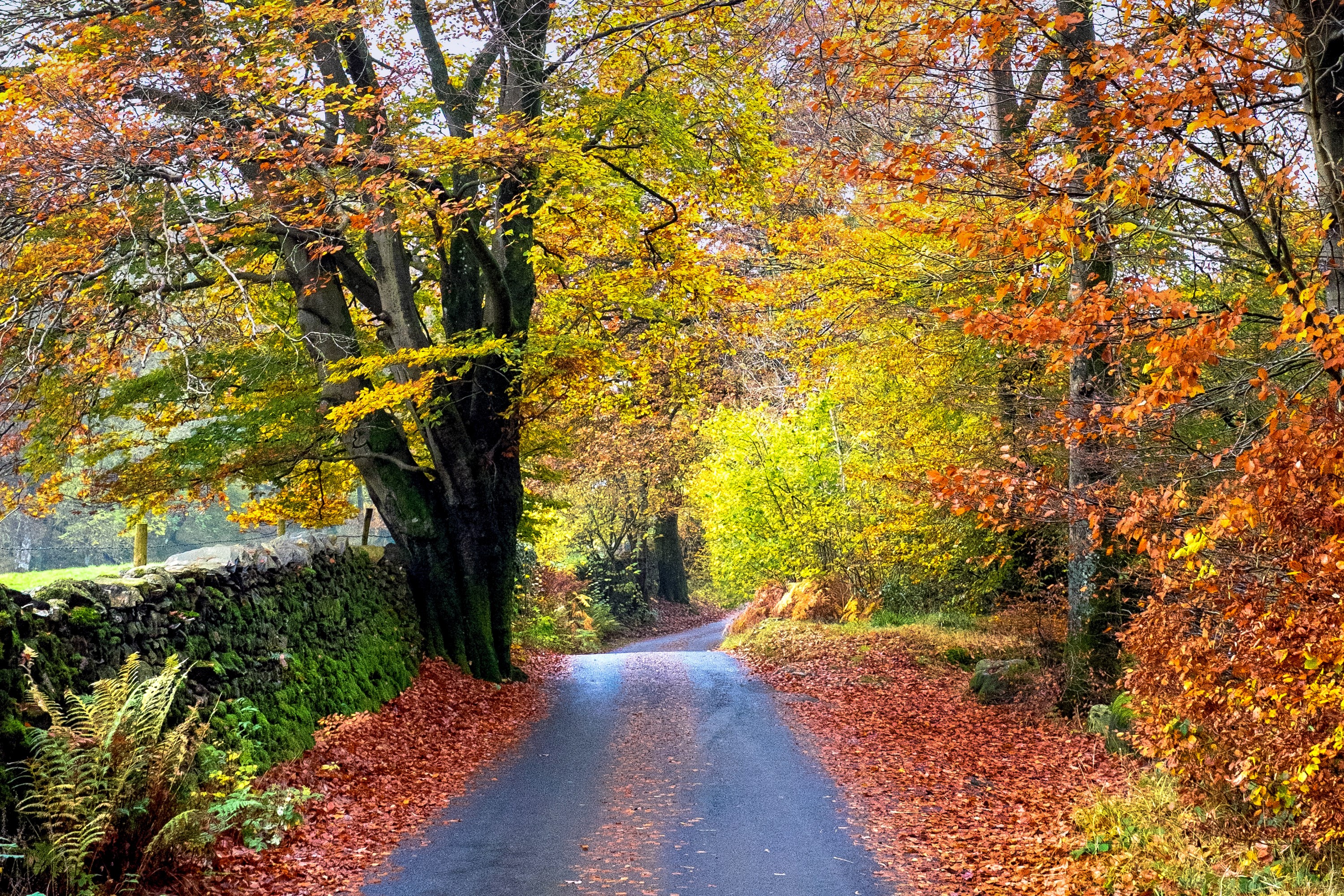 Autumn road lined with colorful trees and stone wall HD Wallpaper