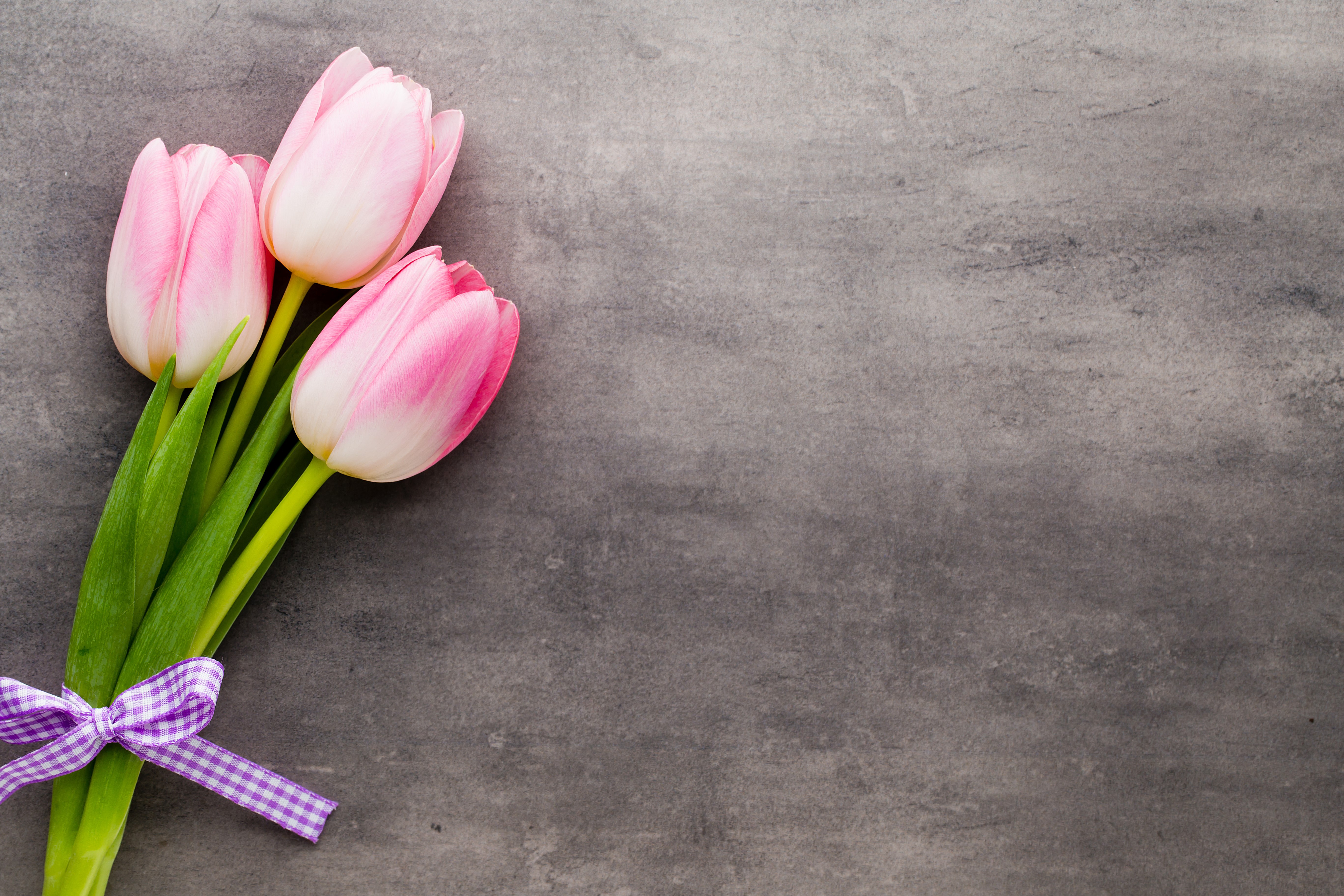 Three pink tulips with a purple ribbon HD Wallpaper