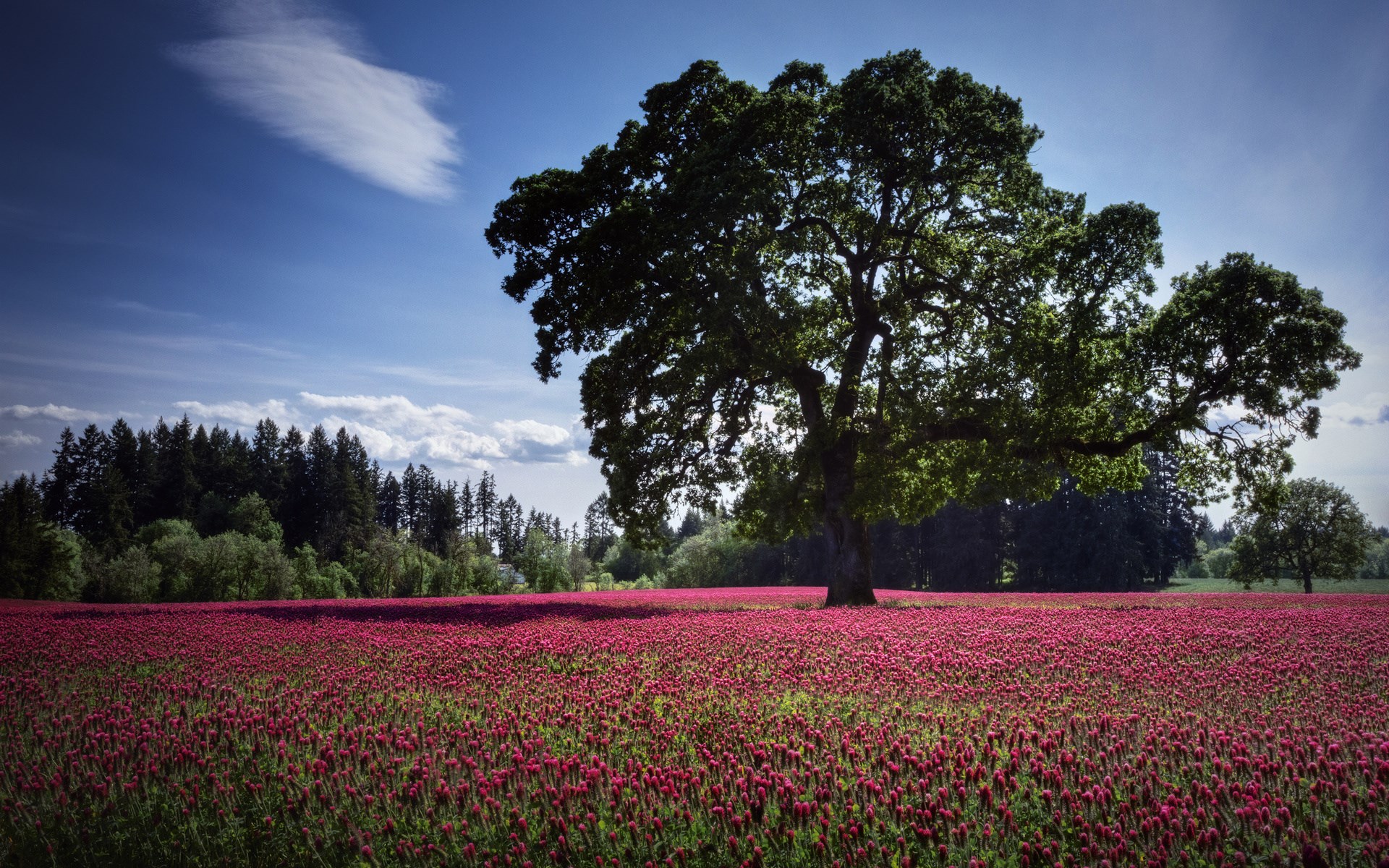 Large oak tree in a field of red flowers HD Wallpaper