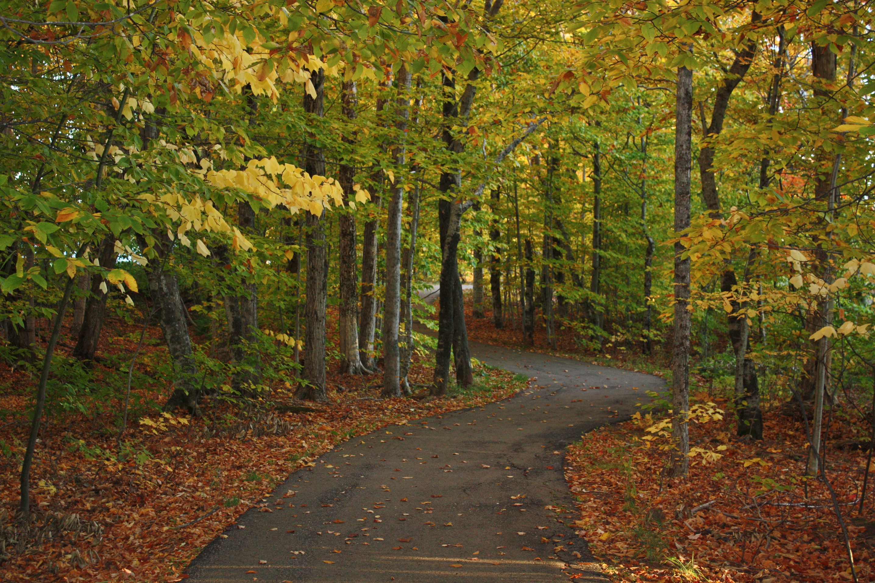 Winding road through autumn forest in Hillsborough Park, Prince Edward Island HD Wallpaper