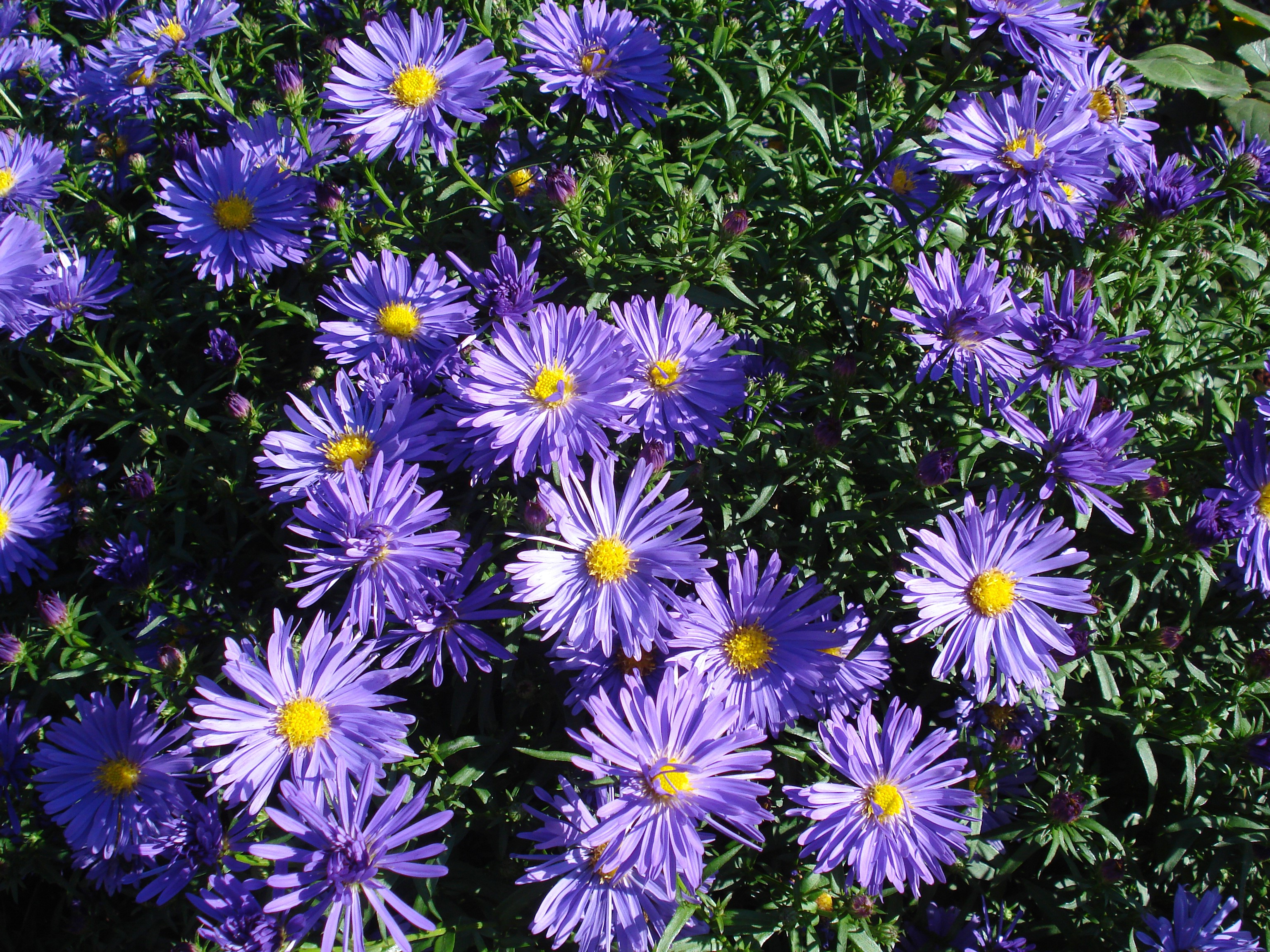 Purple Asters with Yellow Centers HD Wallpaper