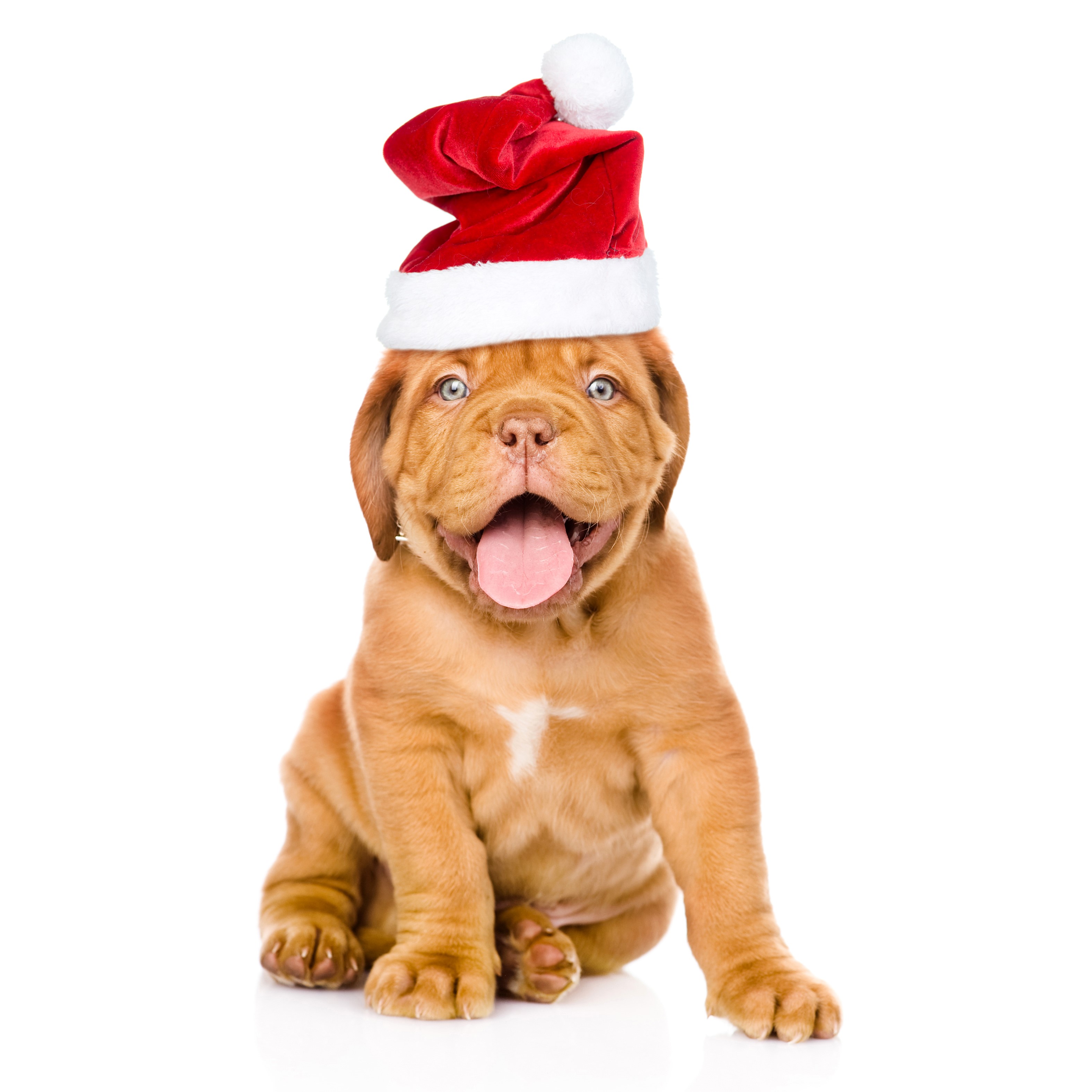 Puppy wearing a Santa hat on a white background HD Wallpaper