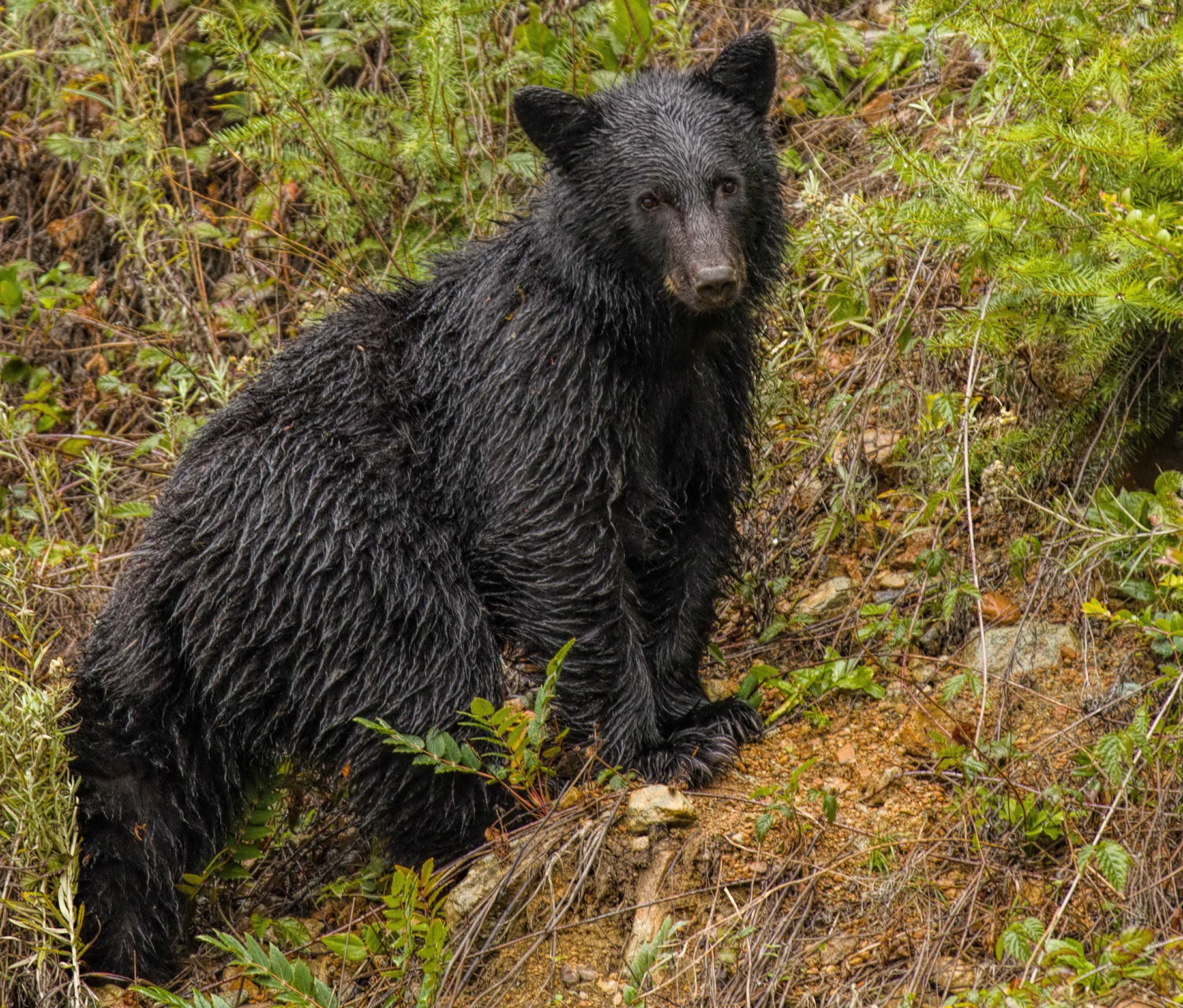 Wet black bear cub sitting in foliage HD Wallpaper