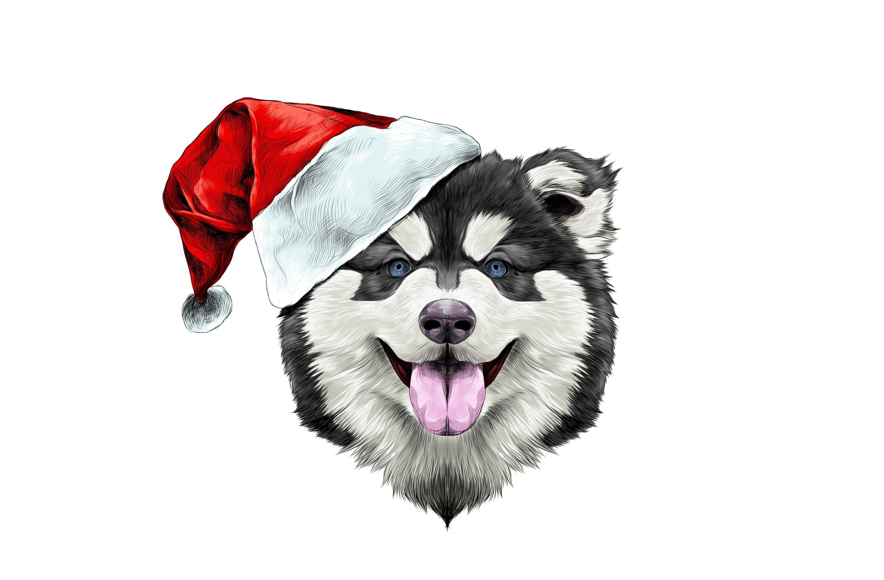 Husky dog wearing a Santa hat HD Wallpaper