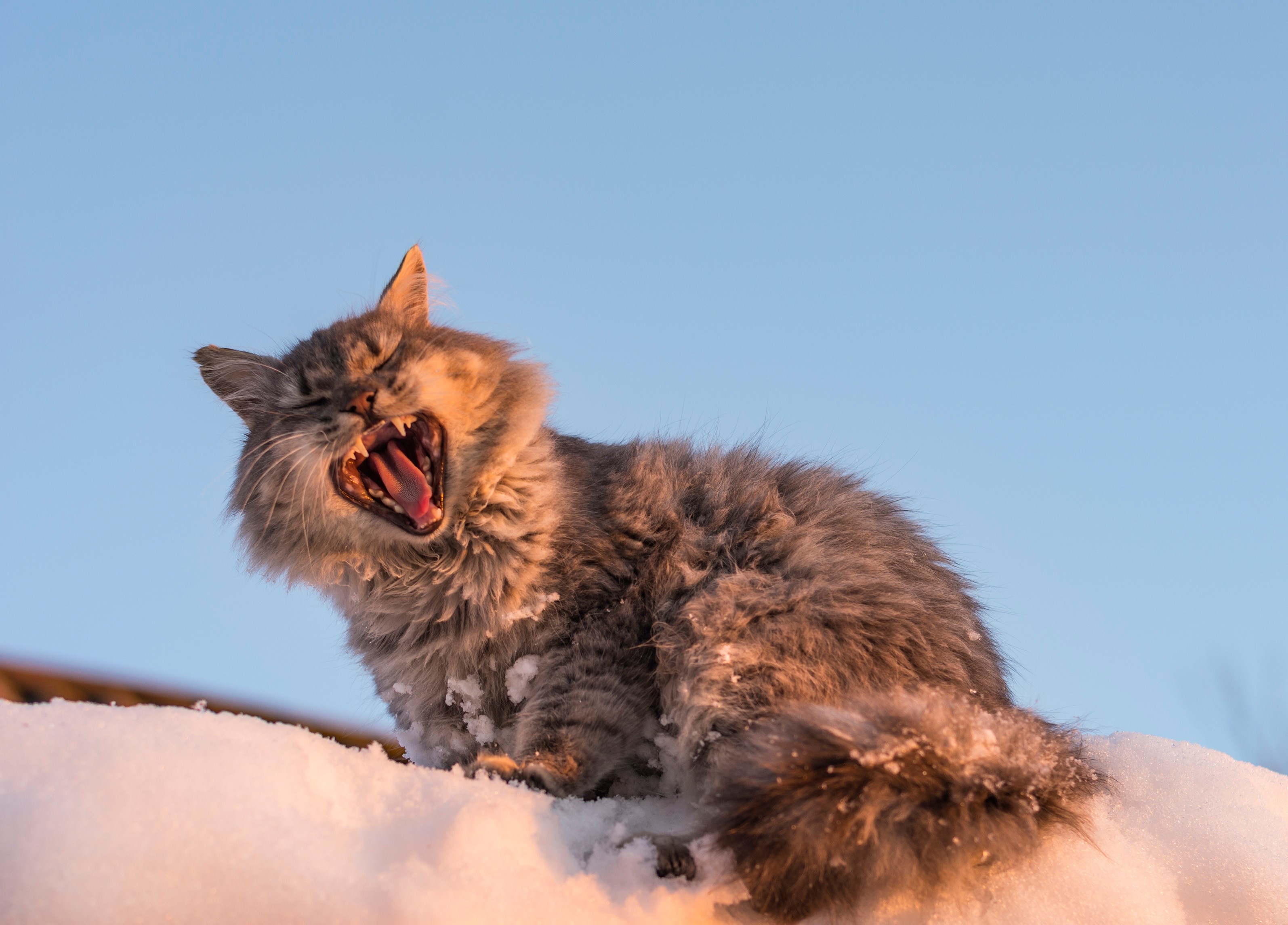 Fluffy cat yawning in the snow HD Wallpaper