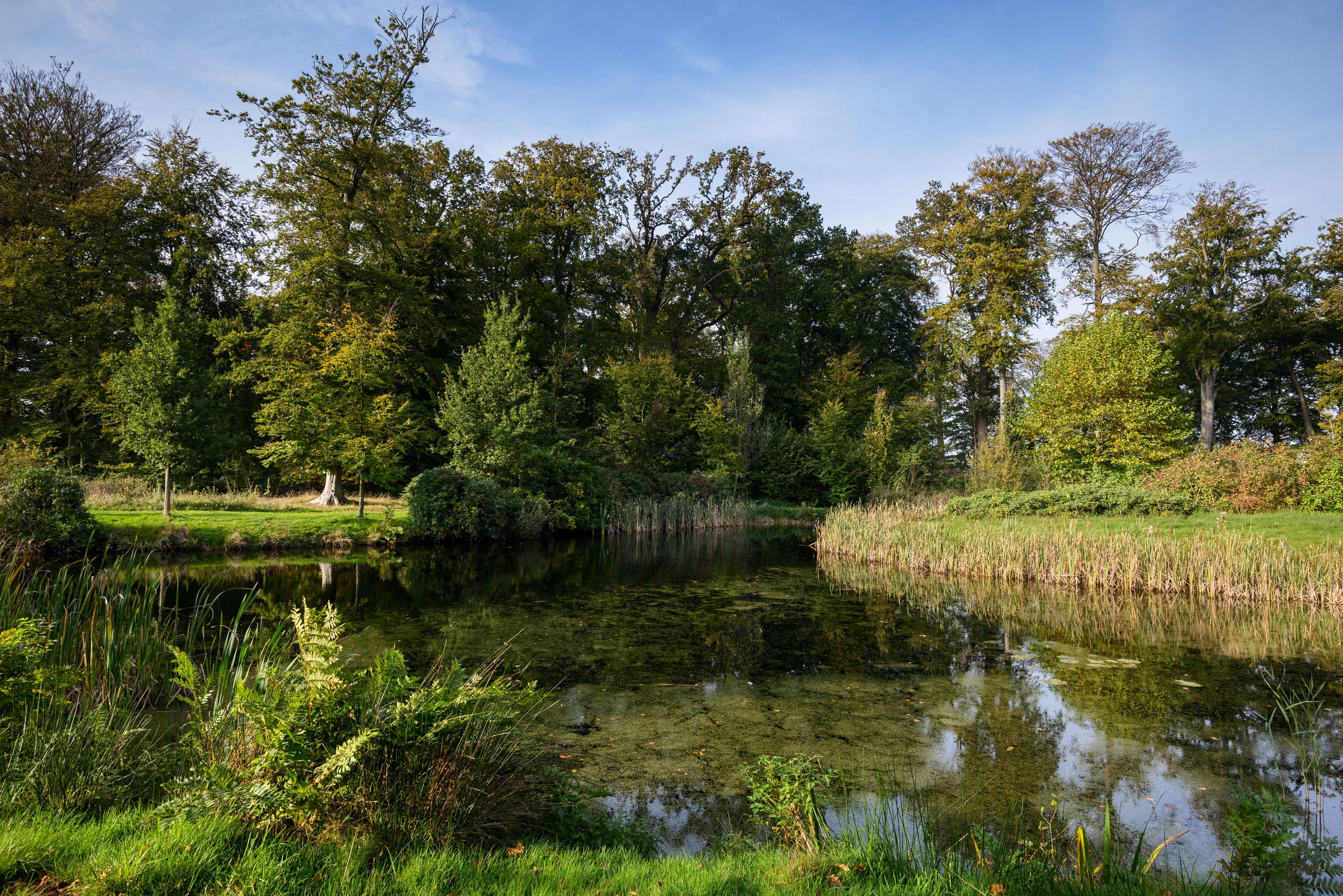 Pond and trees in s' Graaveland, Netherlands HD Wallpaper
