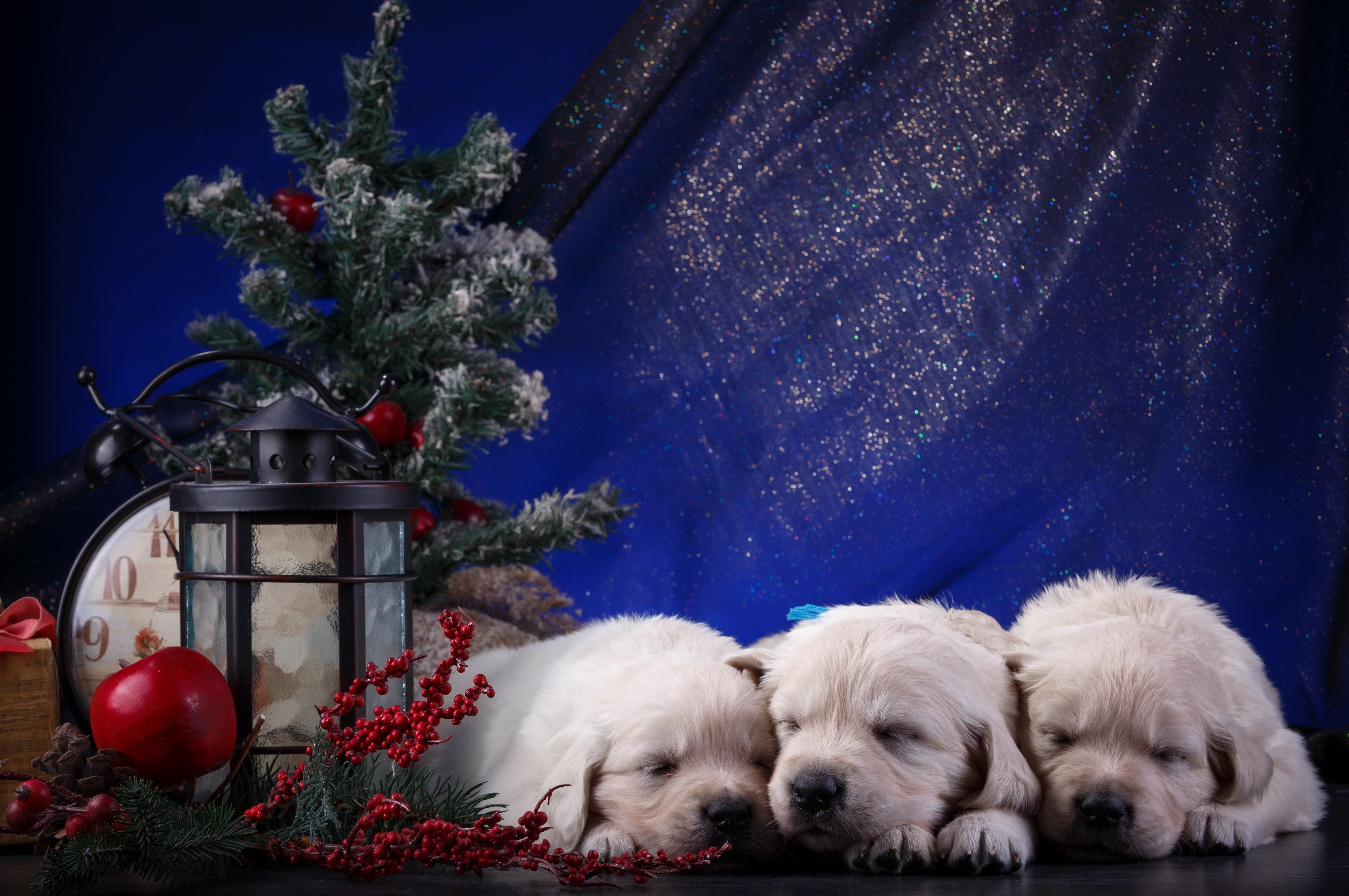 Three Golden Retriever Puppies with Christmas Decorations HD Wallpaper