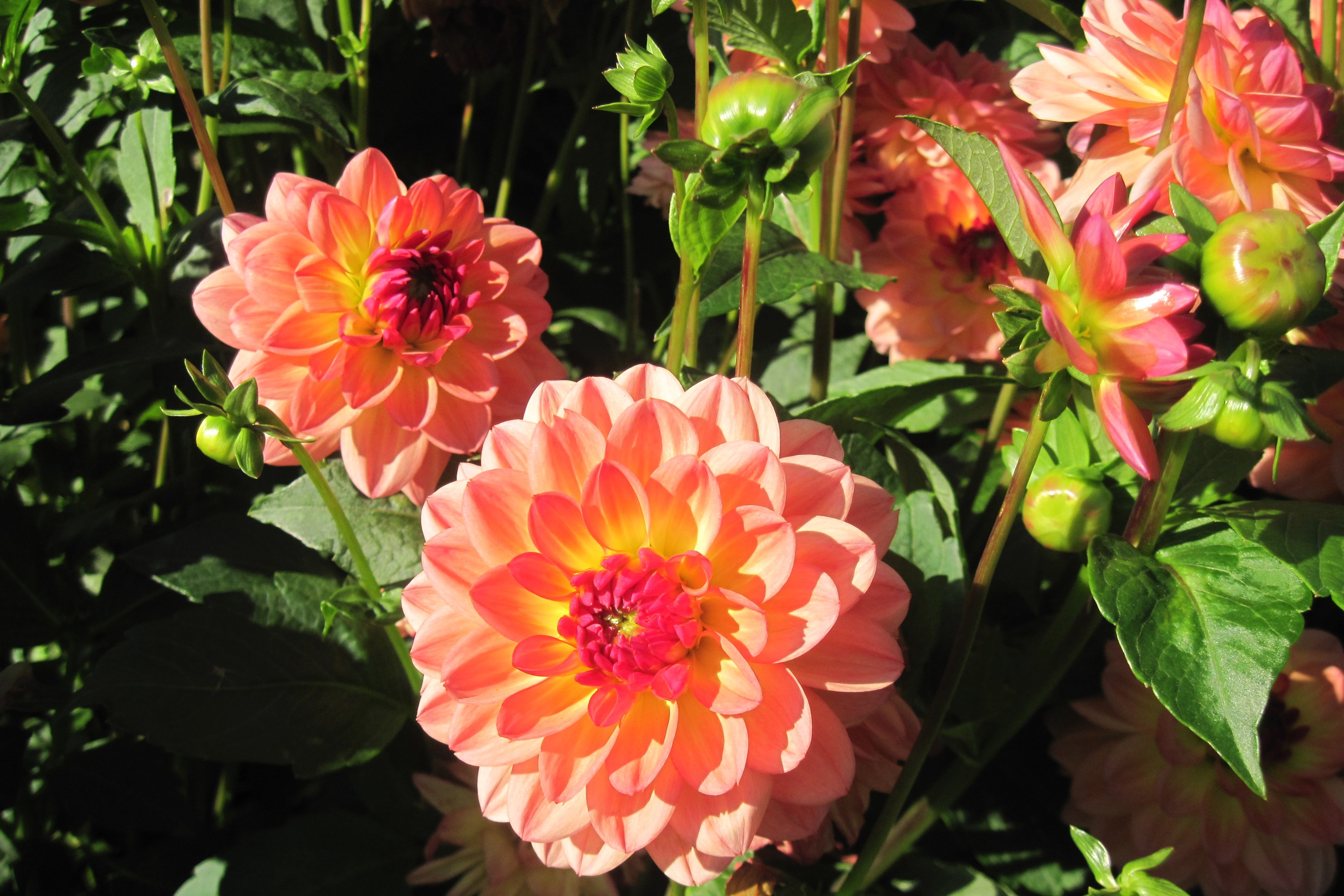 Close-up of Coral and Yellow Dahlias HD Wallpaper