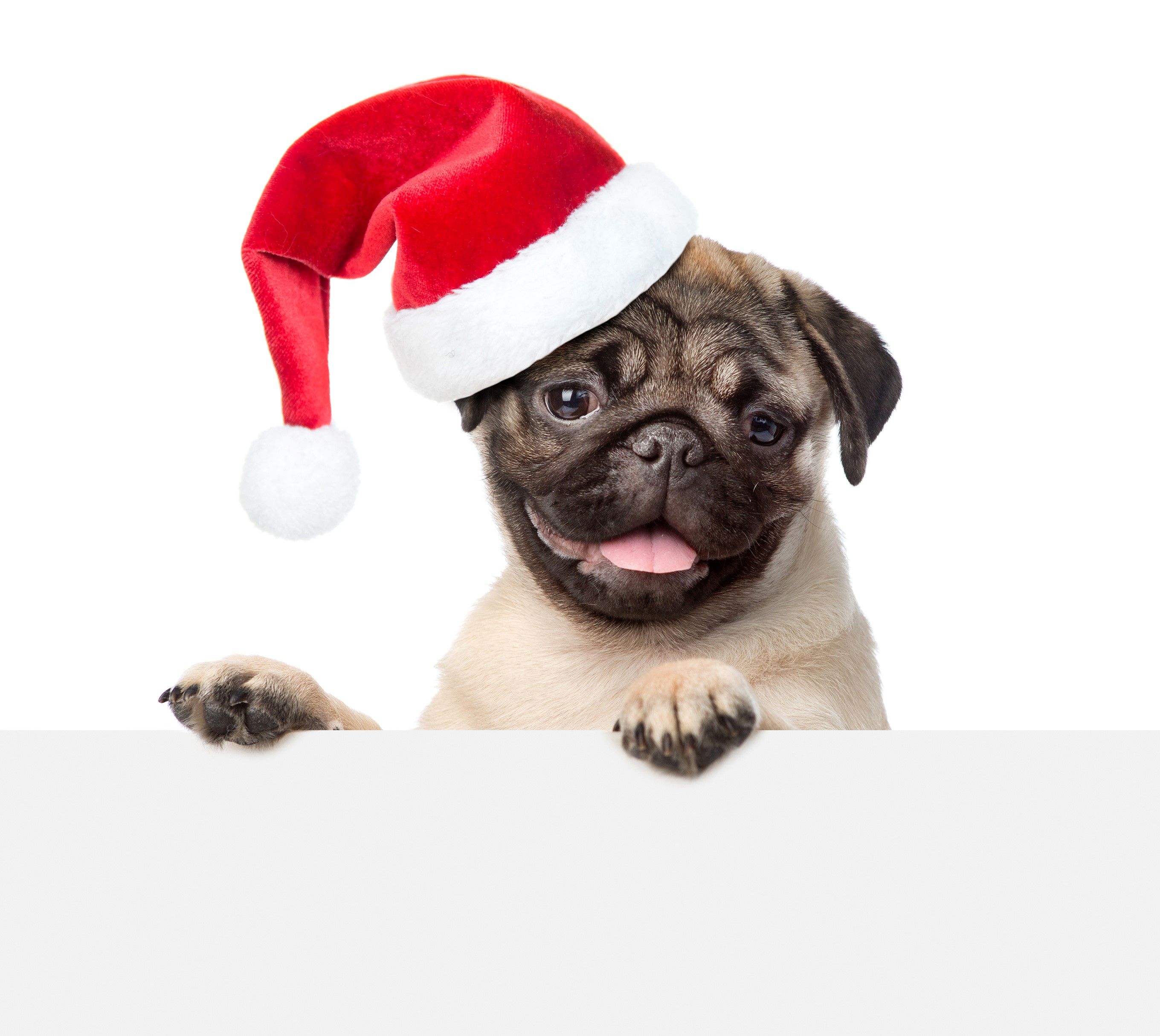 Pug wearing a Santa hat peeking over a white board HD Wallpaper