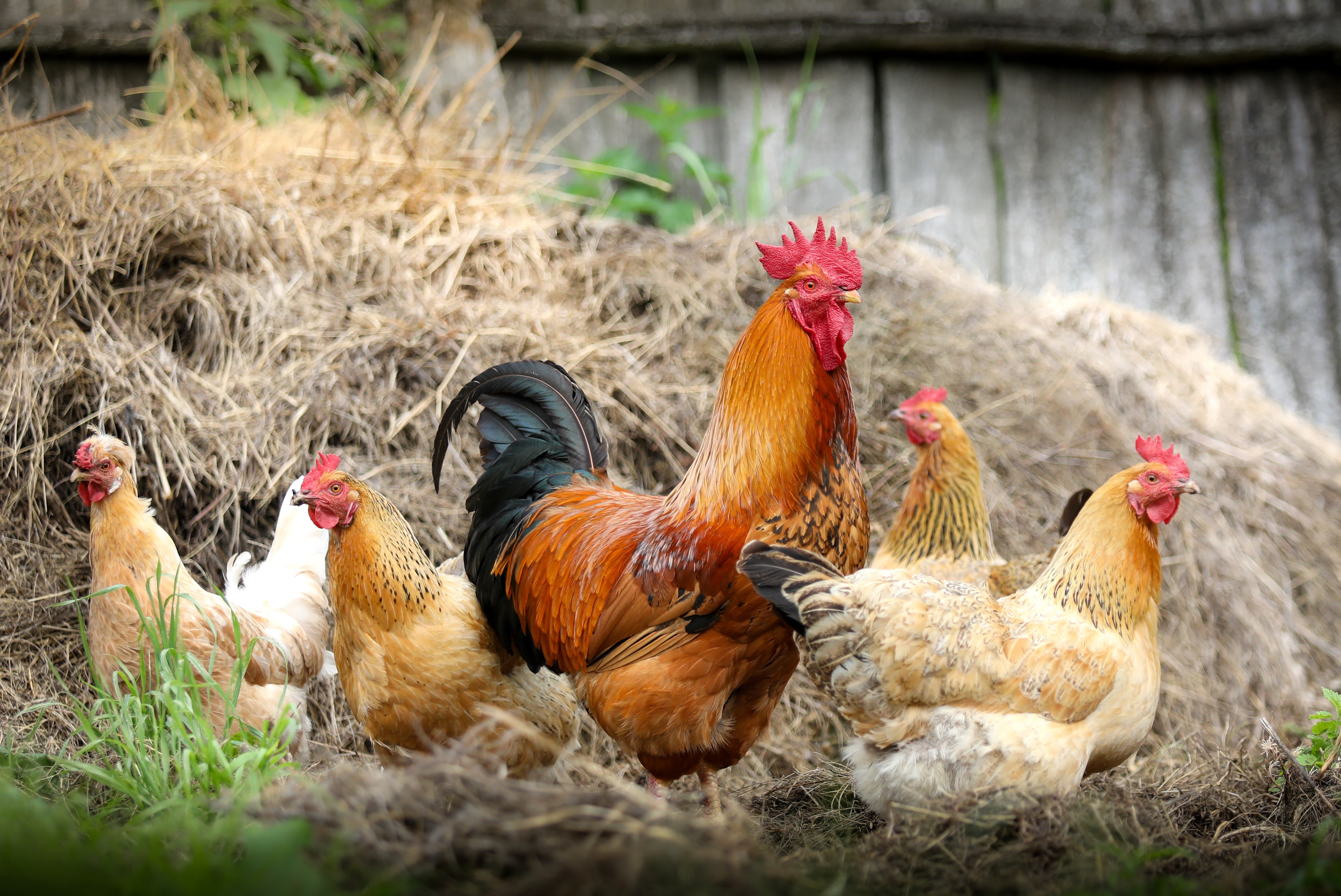 Rooster and chickens in front of hay bale HD Wallpaper