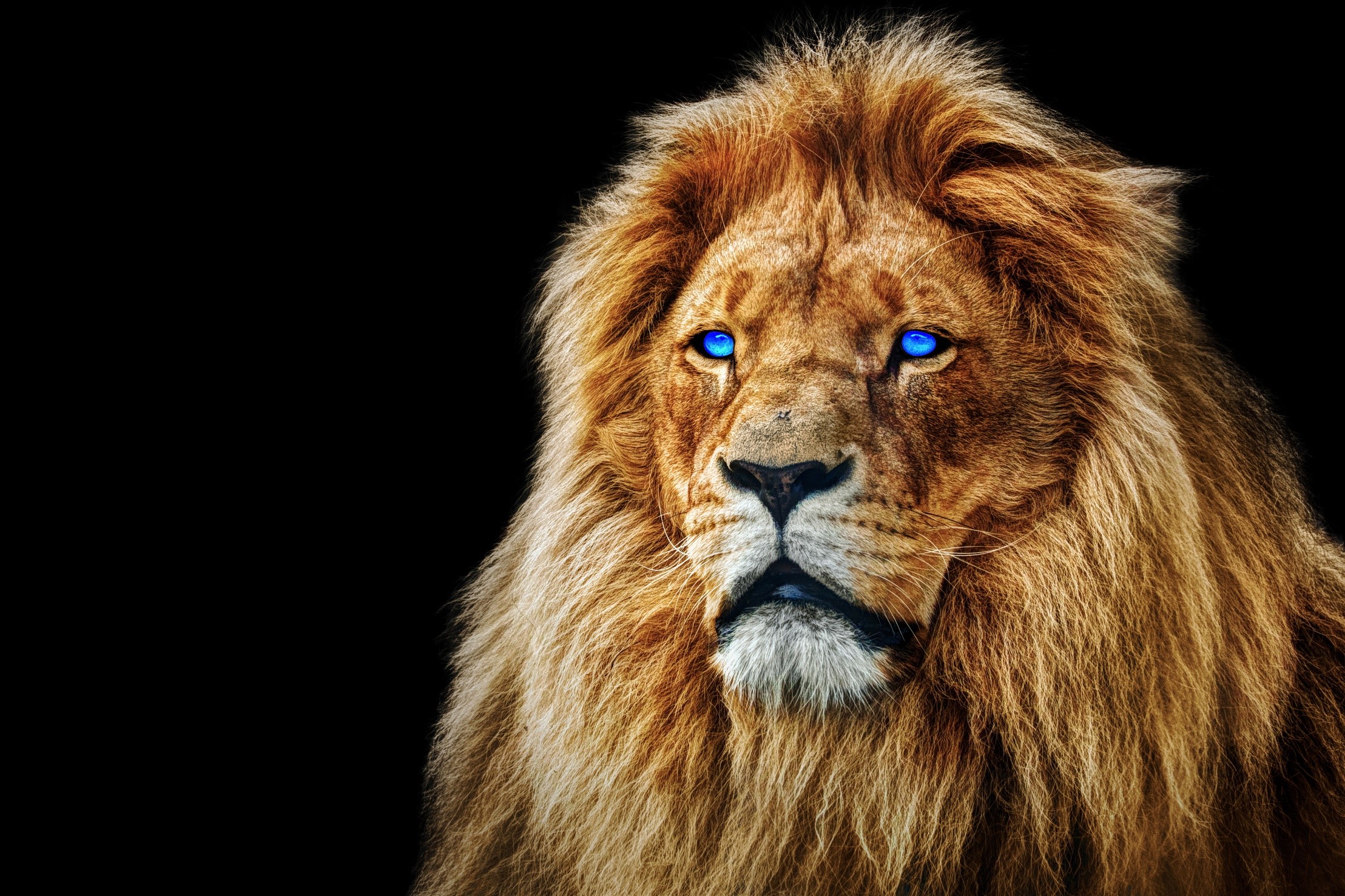 Lion with bright blue eyes on a black background HD Wallpaper