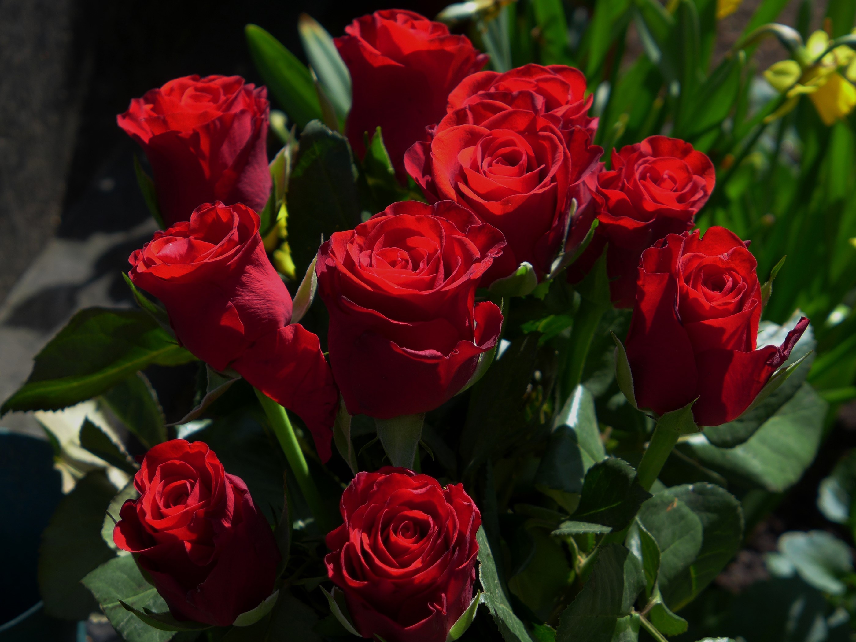 A bouquet of red roses with green leaves HD Wallpaper