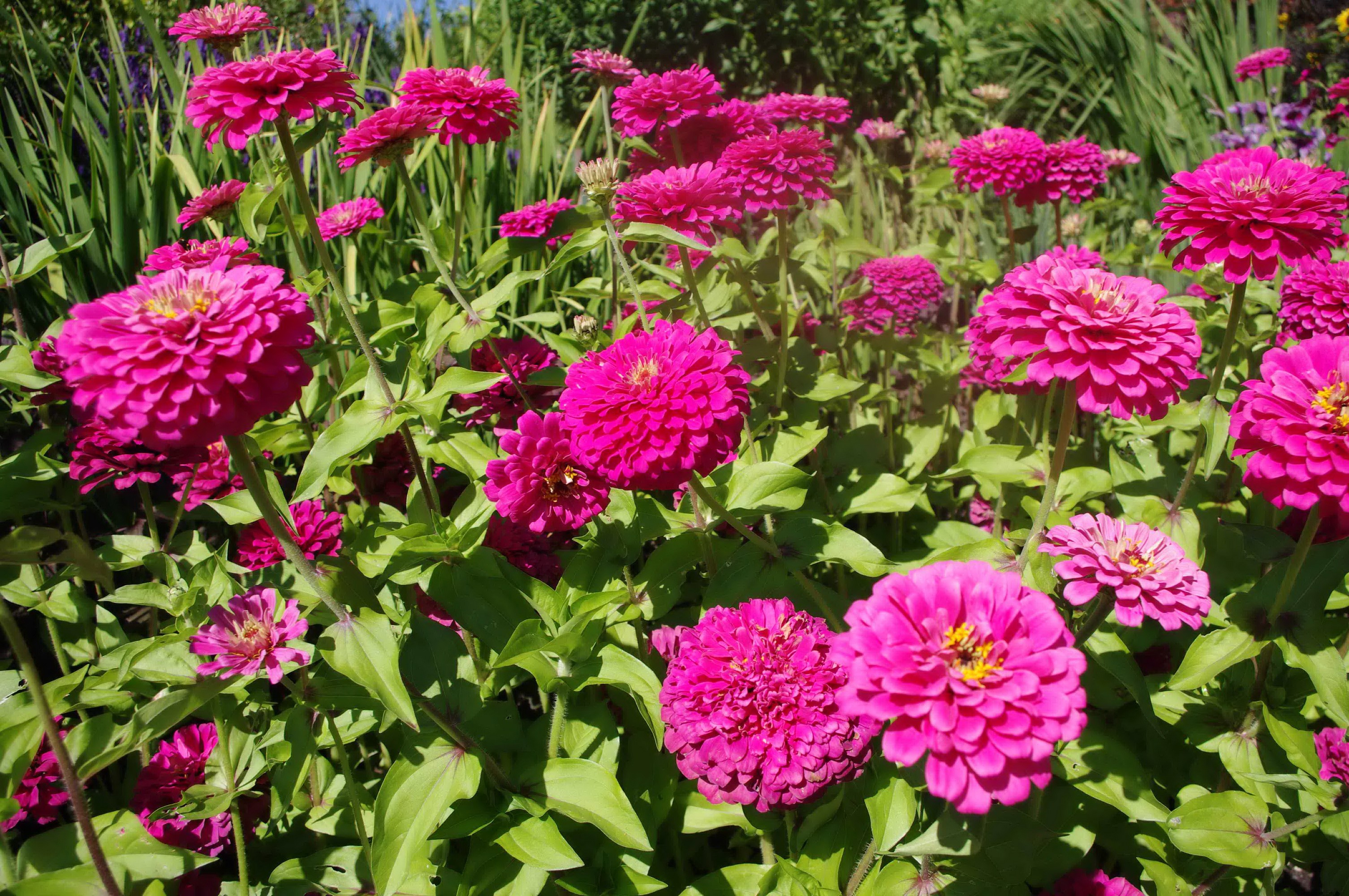 Pink Zinnias in a Garden HD Wallpaper