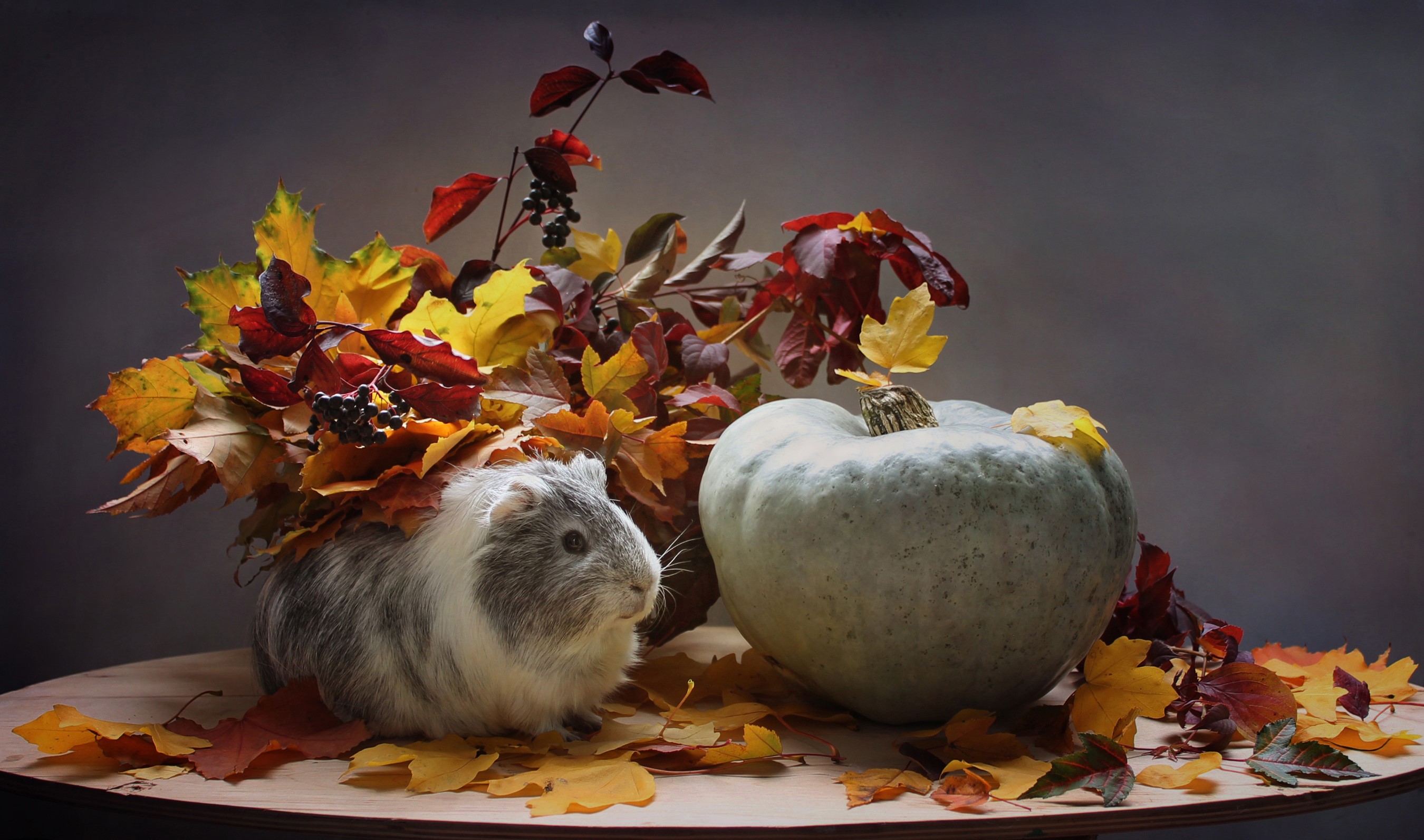 Guinea pig with pumpkin and autumn foliage HD Wallpaper