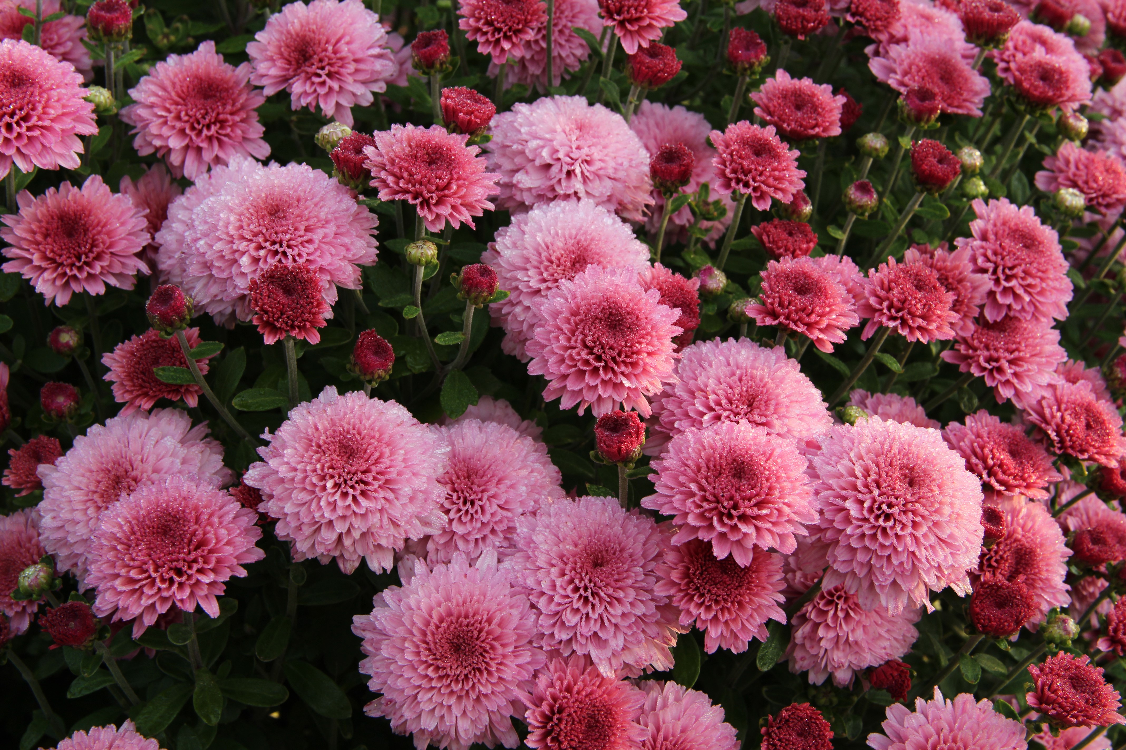 4K Pink Chrysanthemums Closeup HD Wallpaper