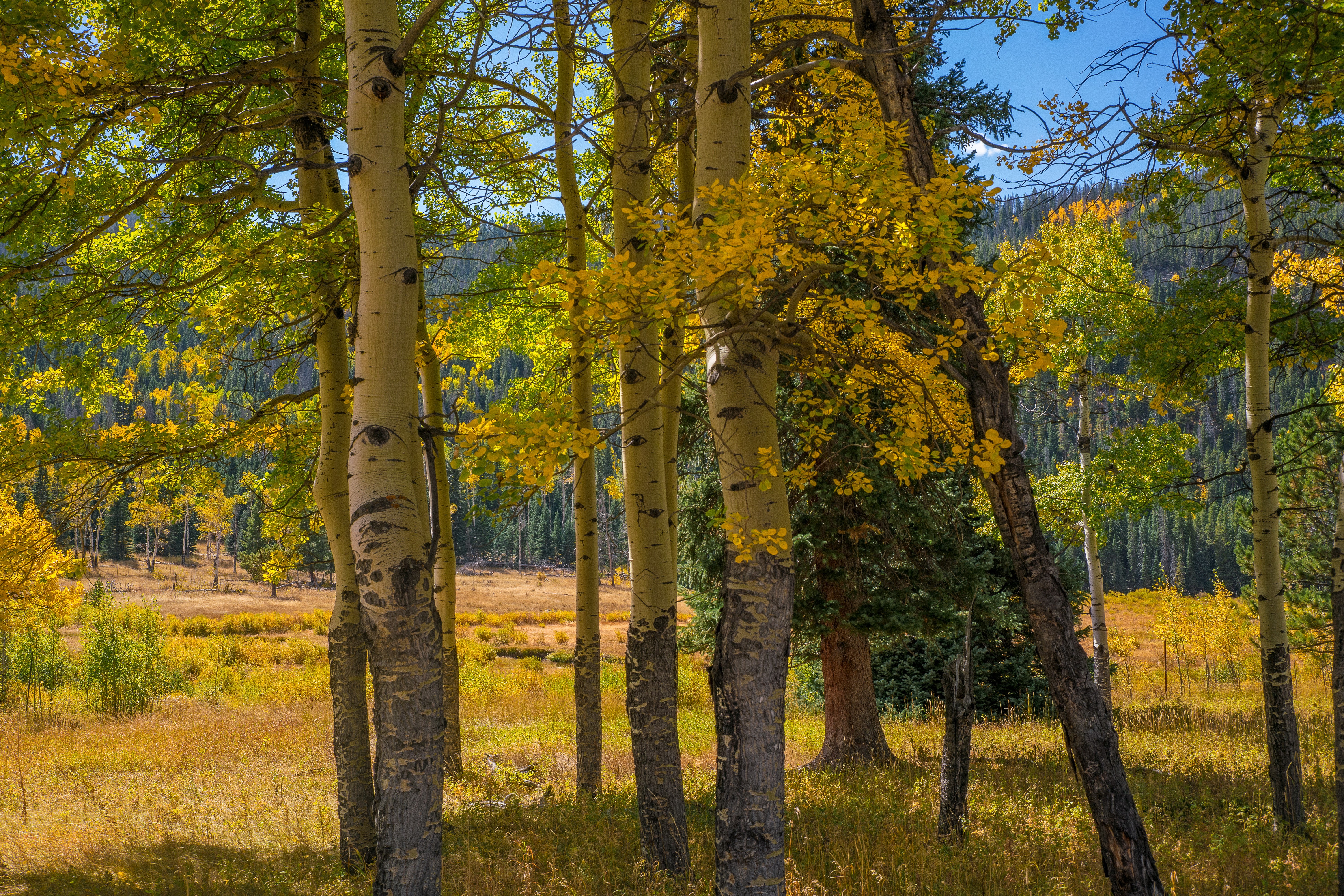 Aspen Trees in Autumn at Rocky Mountain National Park HD Wallpaper