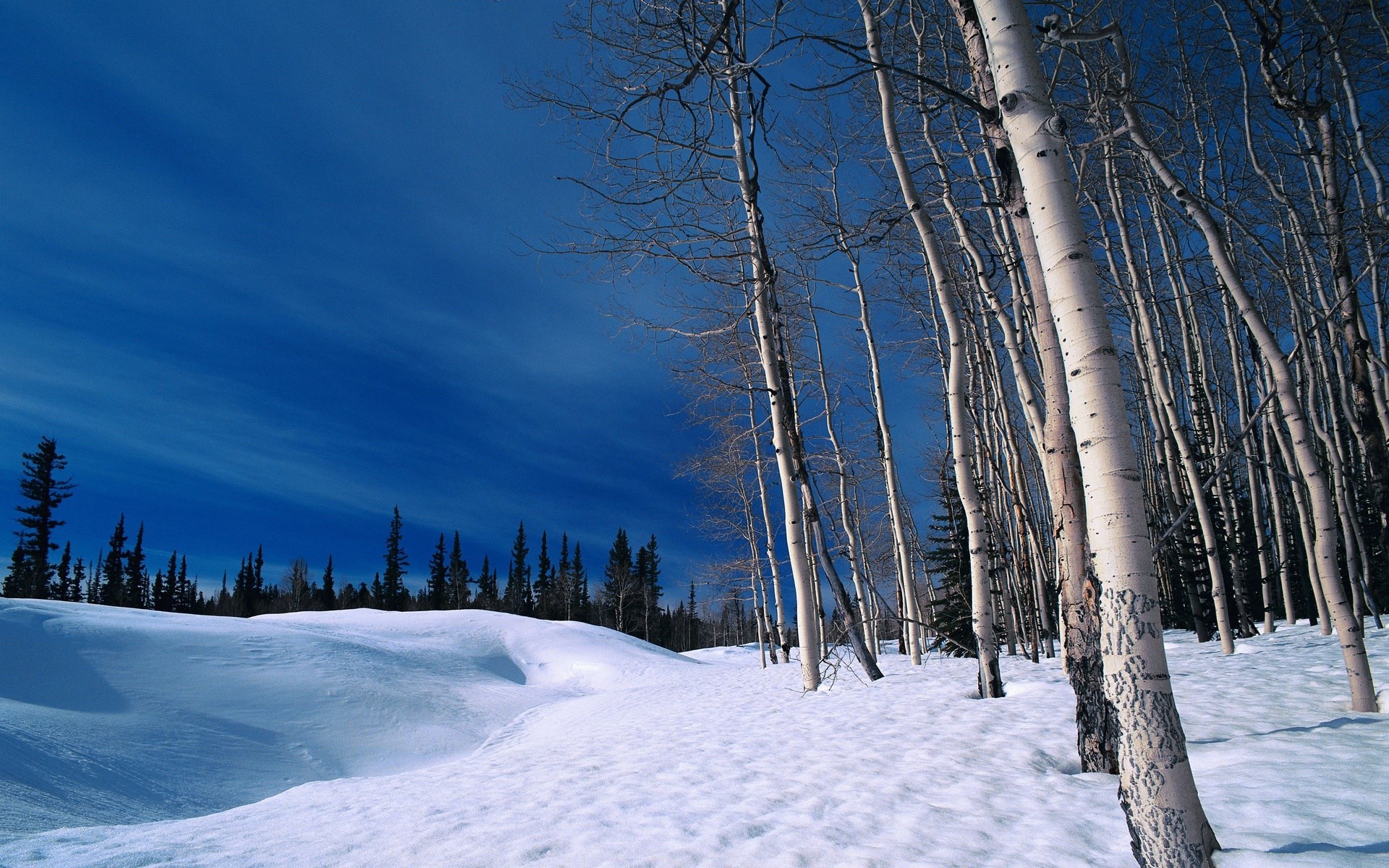 Snowy landscape with aspen trees and dark blue sky HD Wallpaper