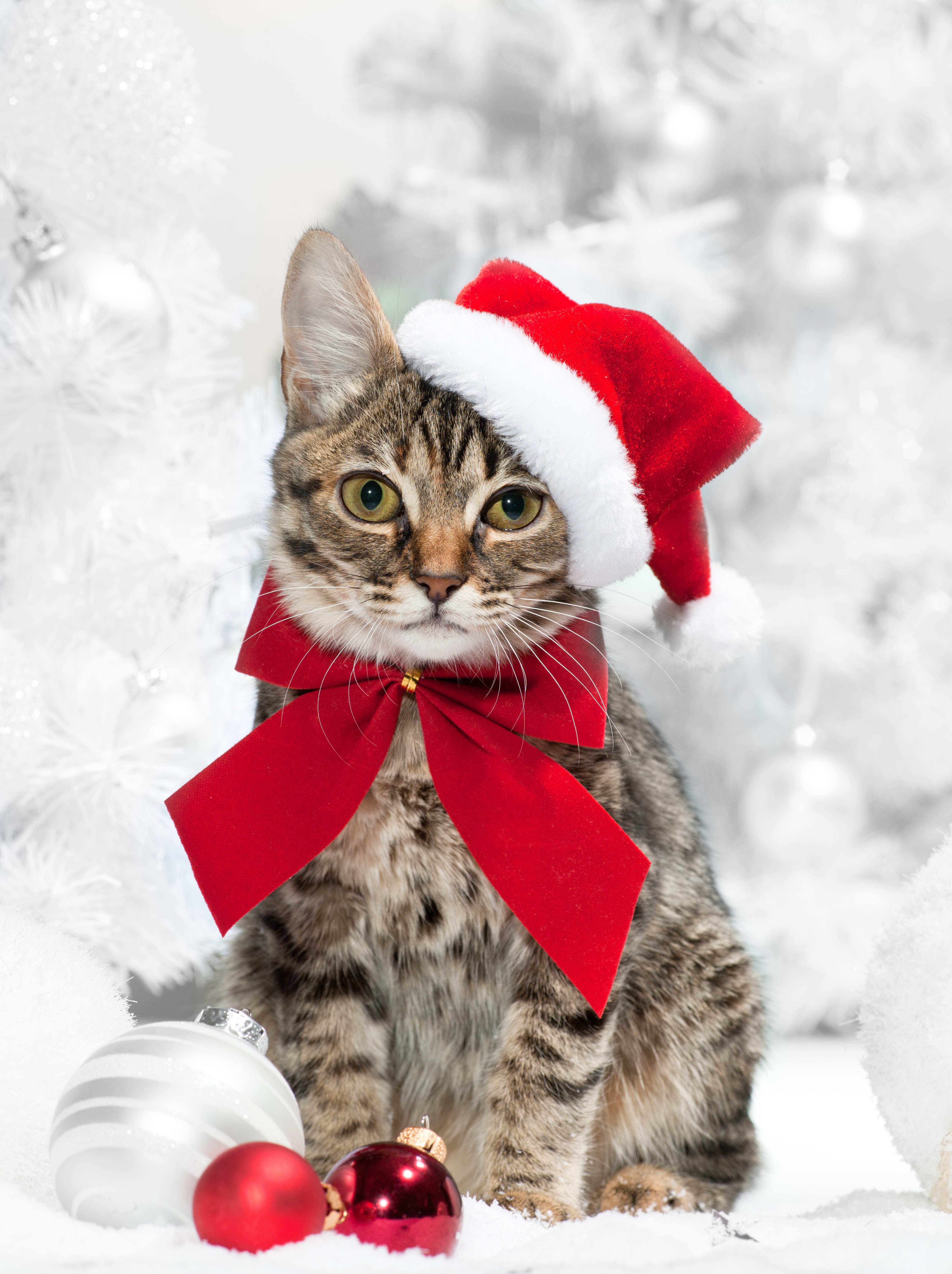 Cat in Santa Hat with Red Bow and Ornaments HD Phone Wallpaper