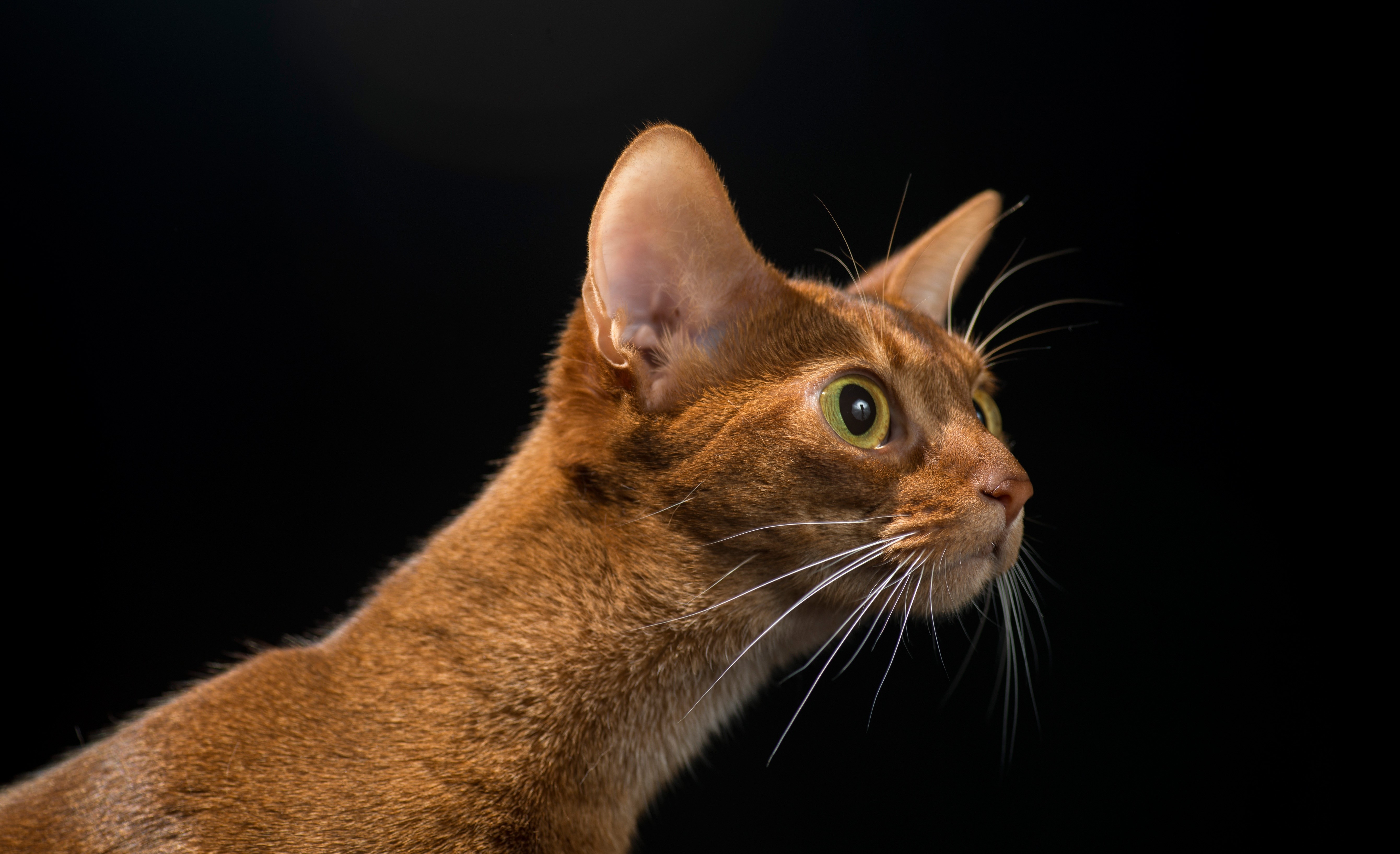 Abyssinian cat with green eyes on black background HD Wallpaper