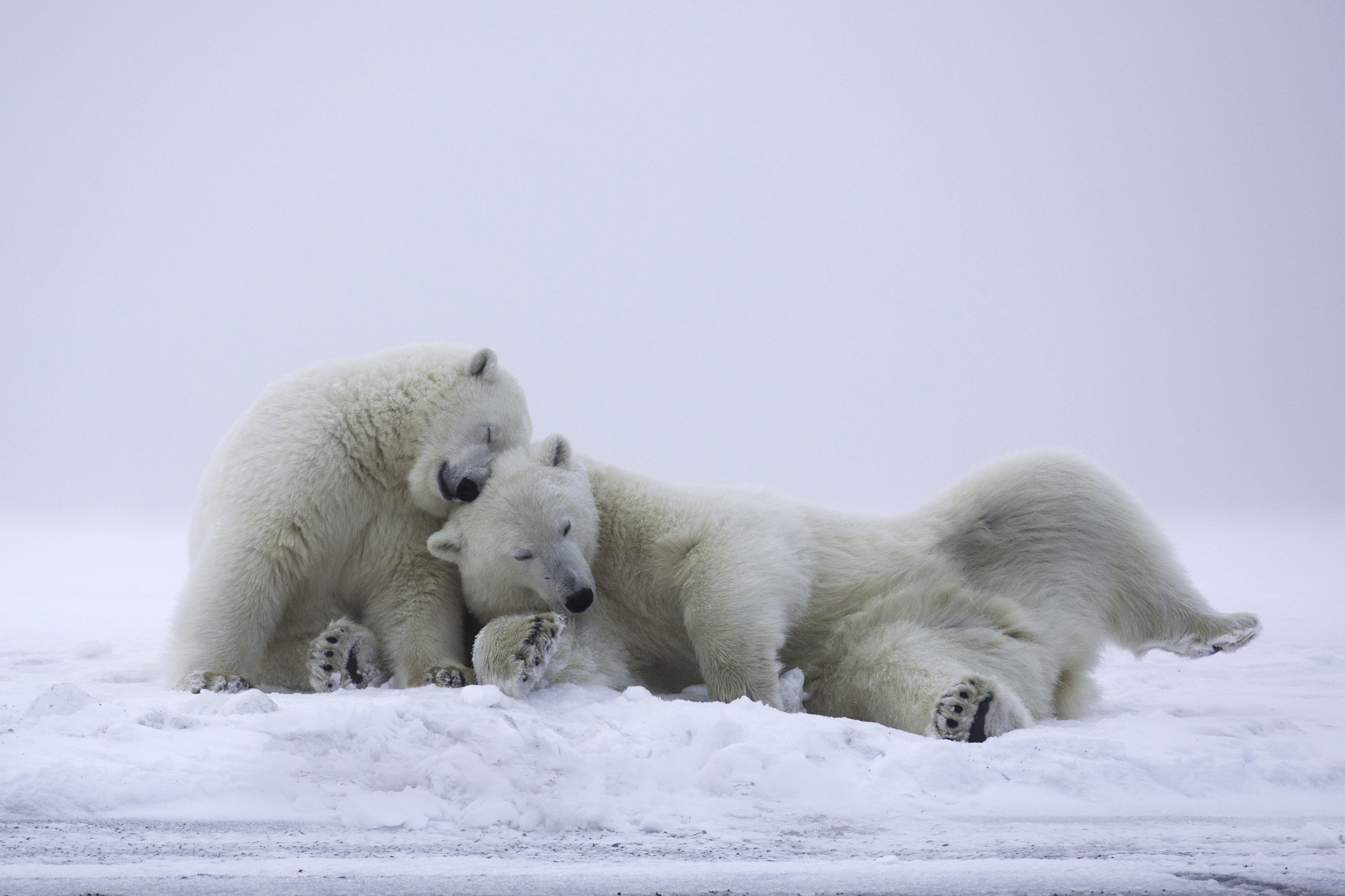 Two polar bears sleeping in the snow HD Wallpaper