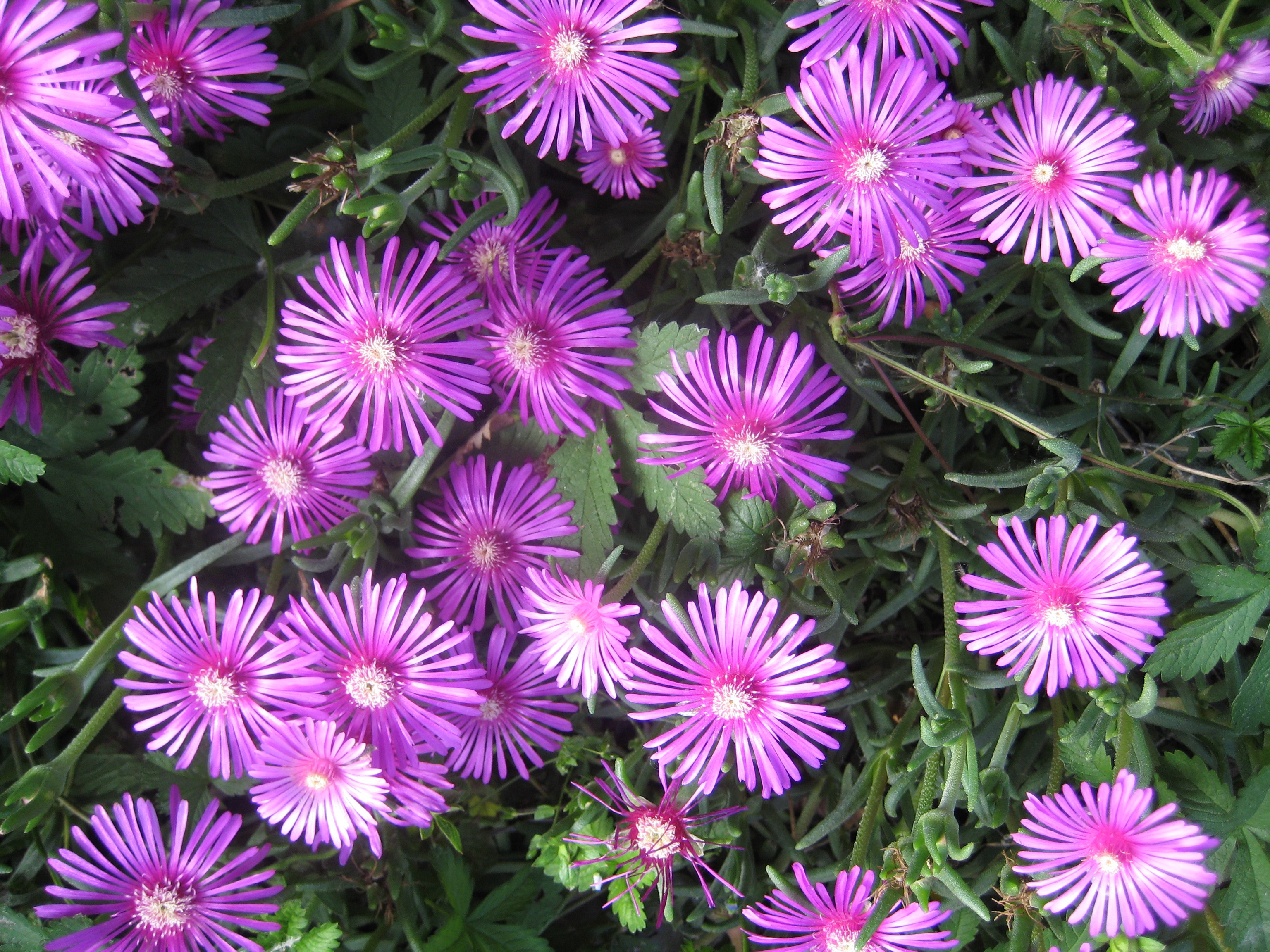 Purple Mesembryanthemum flowers in bloom HD Wallpaper