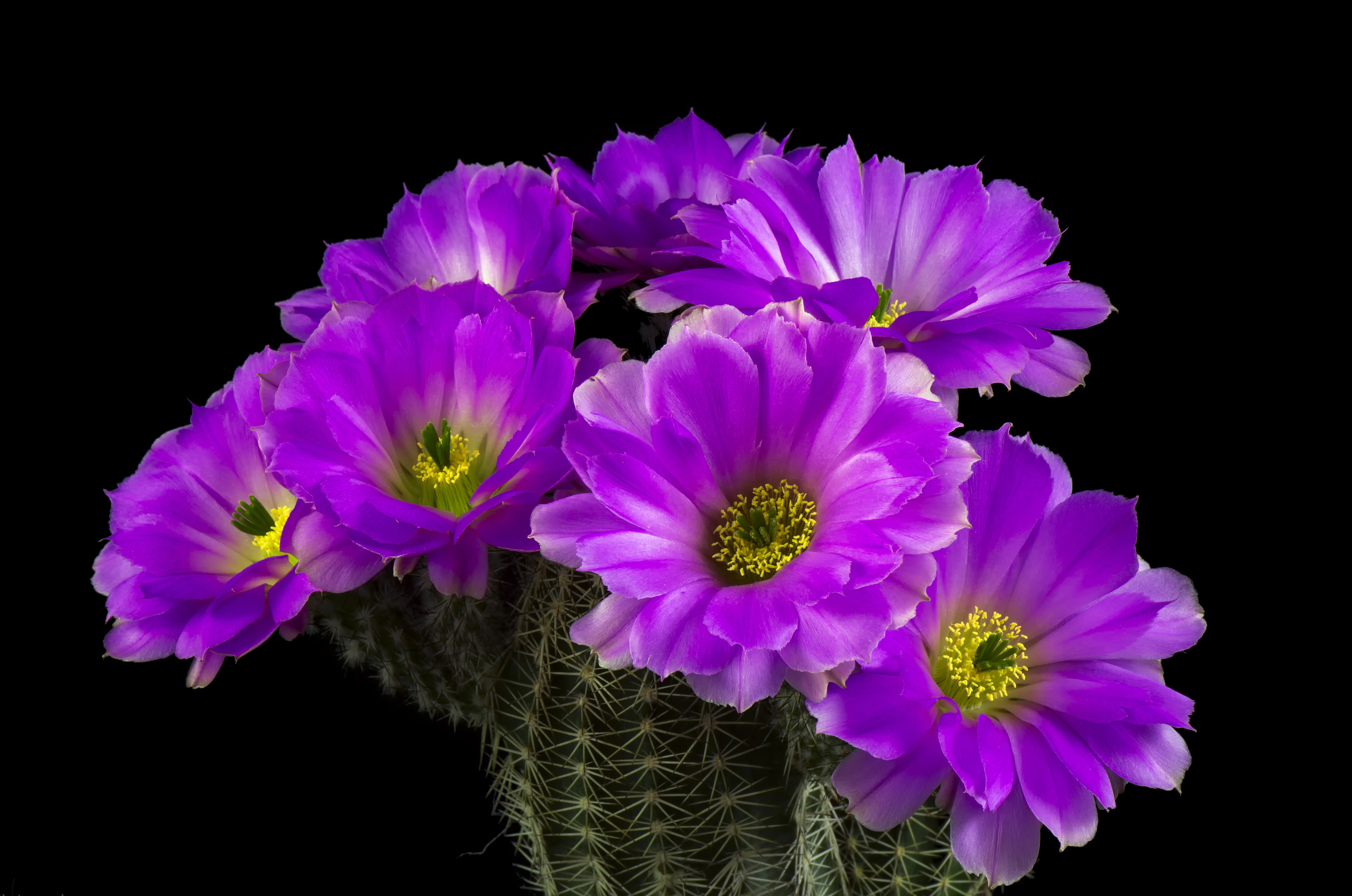 Purple Cactus Flowers on Black Background HD Wallpaper