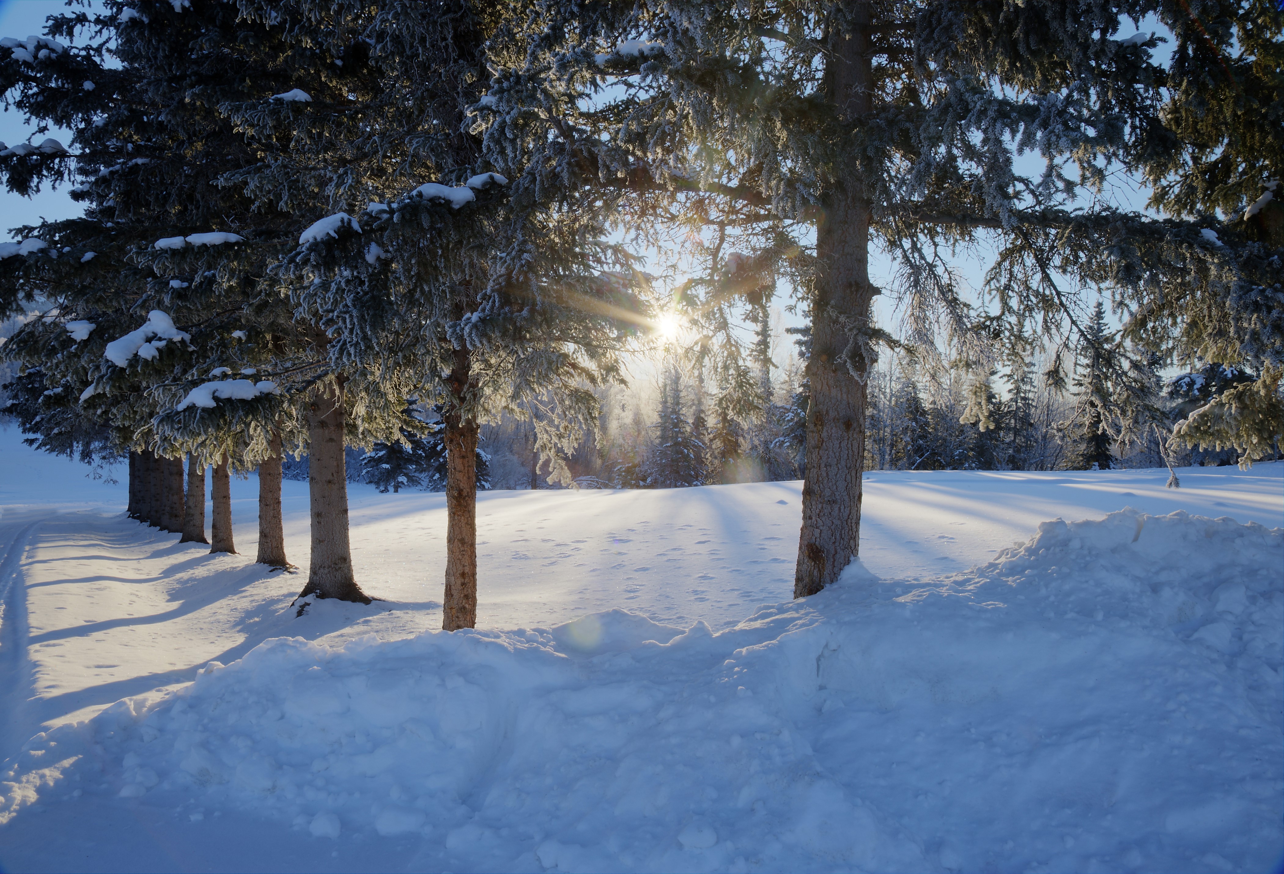 Winter scene with sun rays through trees and snow HD Wallpaper