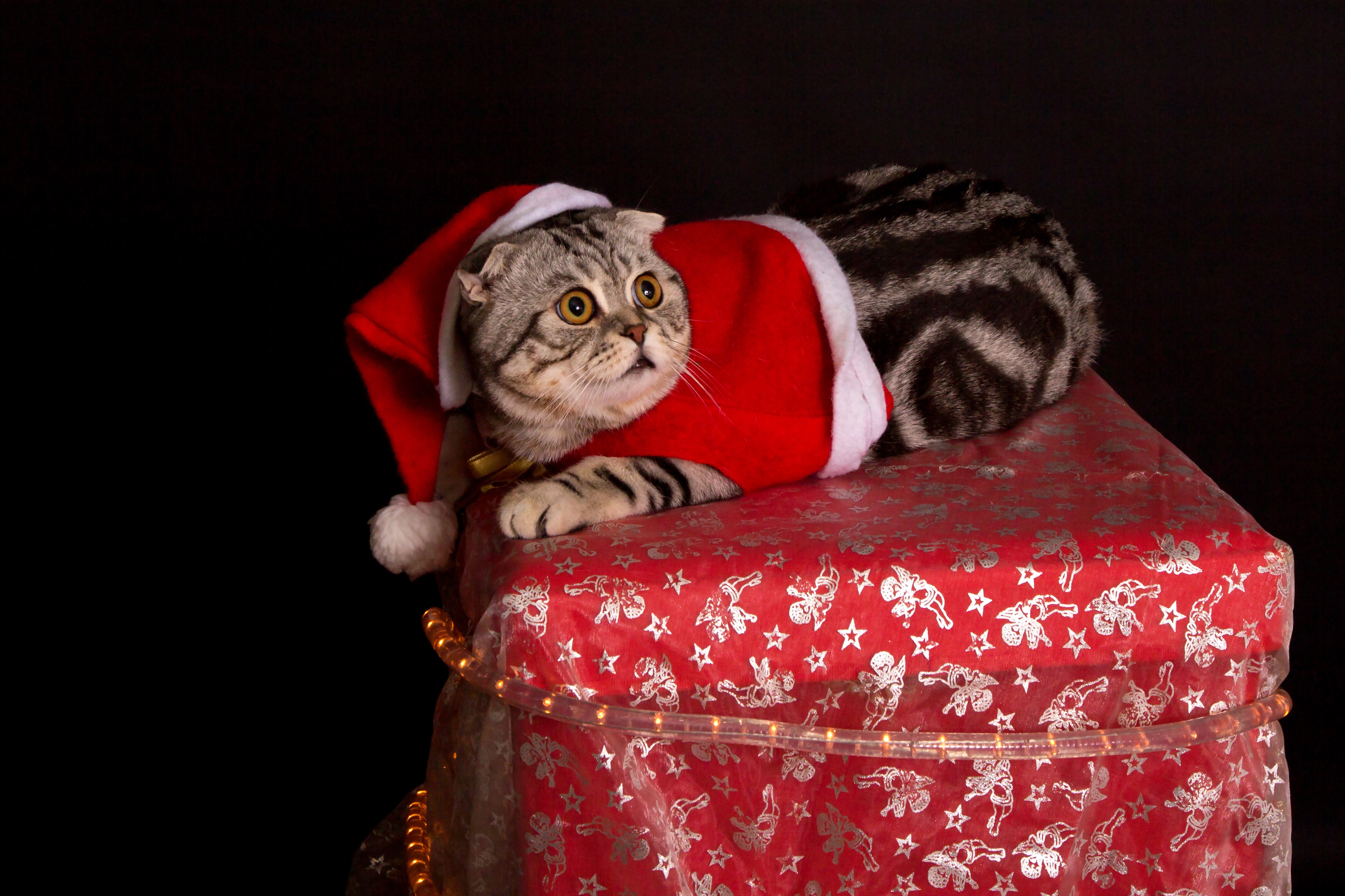 Scottish Fold cat in Santa costume on Christmas gift HD Wallpaper