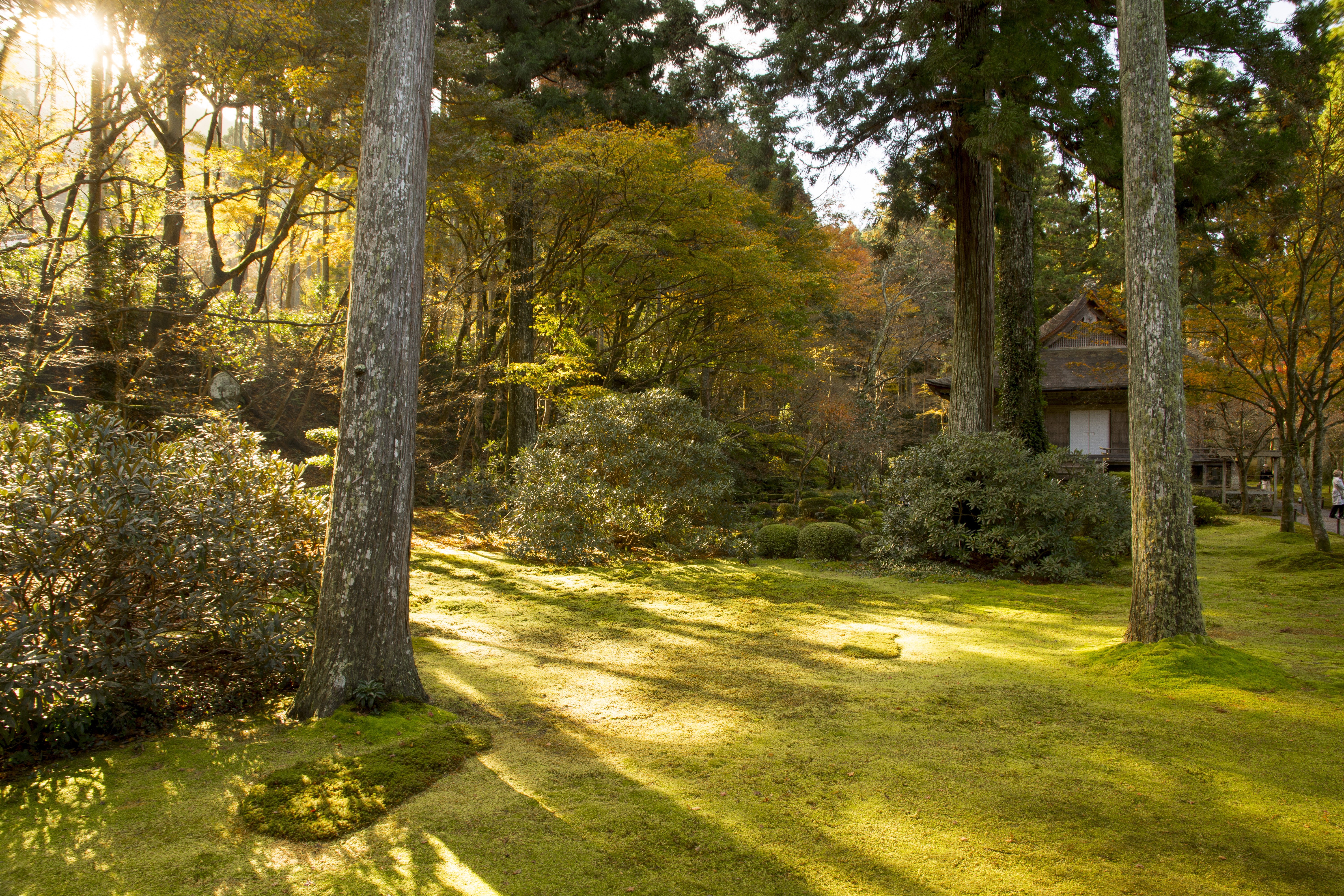 Autumn park in Kyoto, Japan with sunlit trees HD Wallpaper