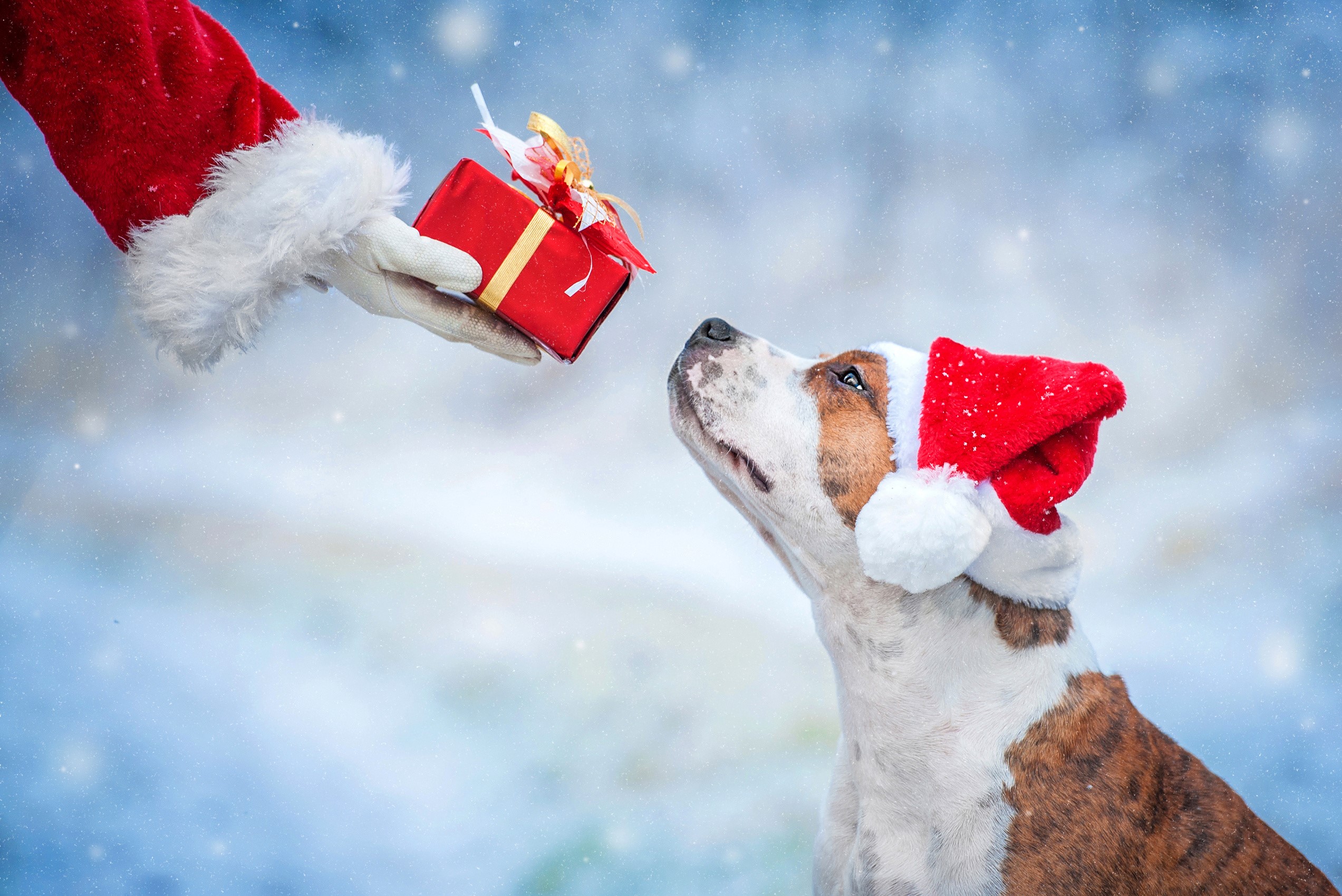 Santa giving a gift to a dog in the snow HD Wallpaper