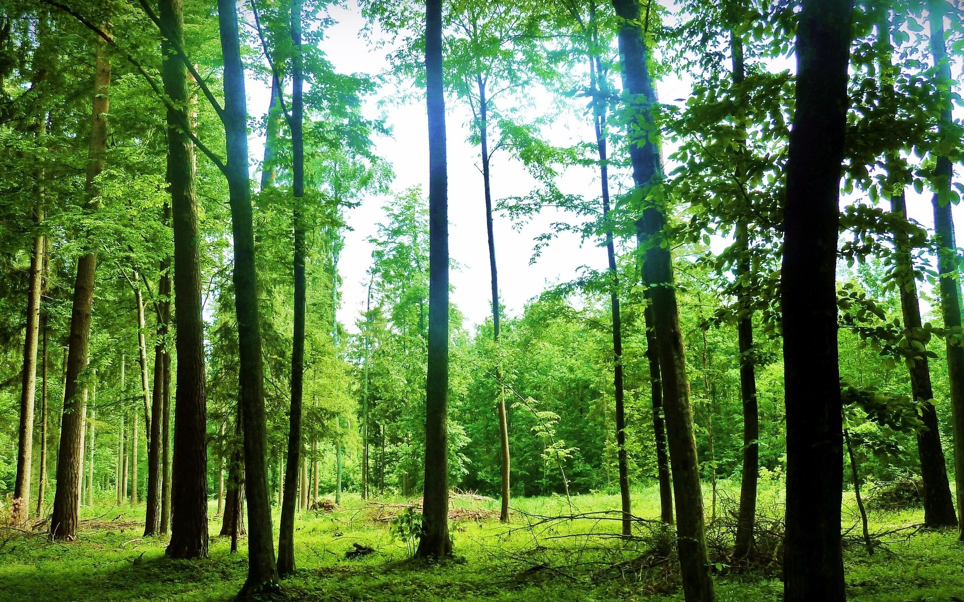 Sunlight filtering through a dense green forest HD Wallpaper