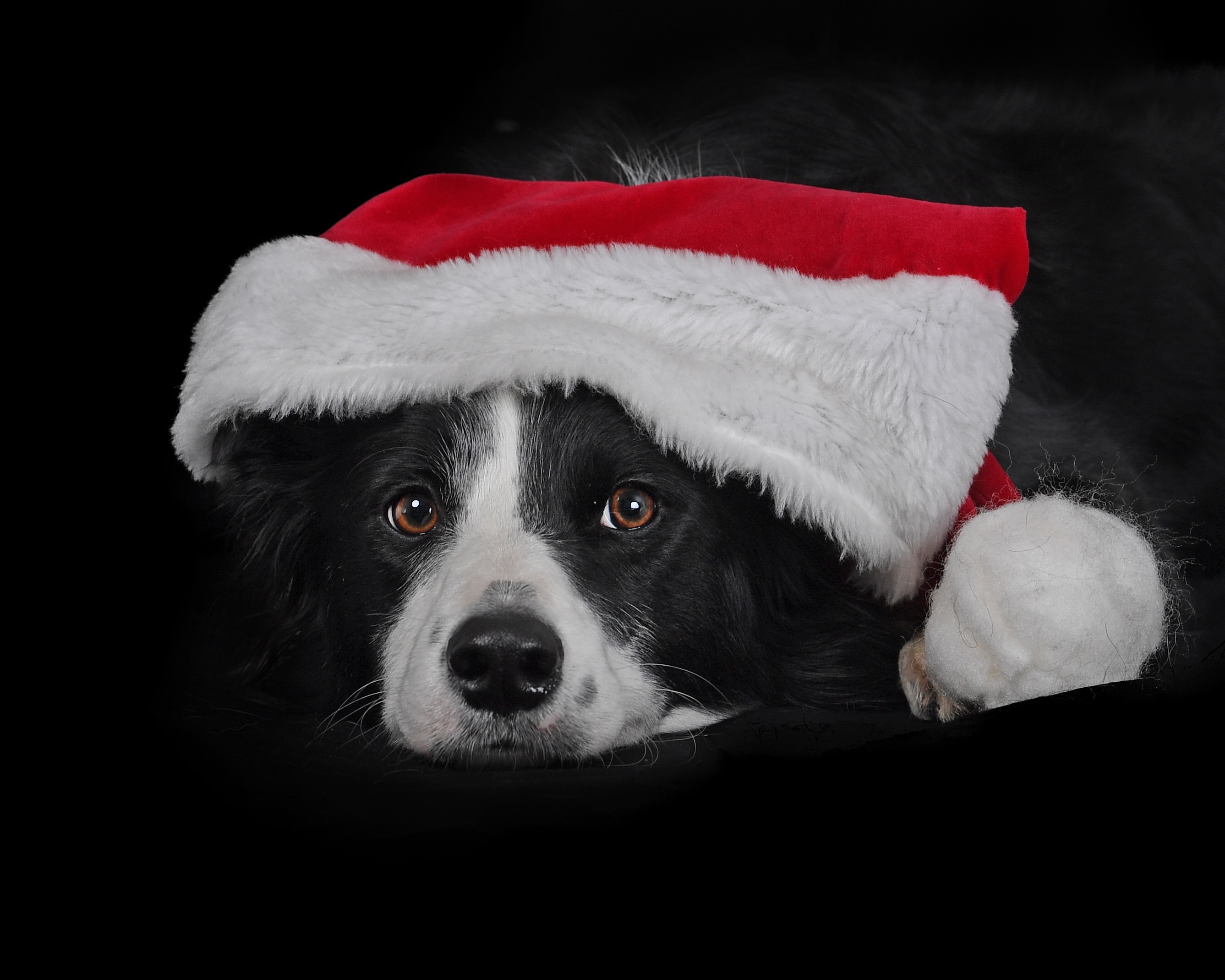 Border Collie wearing a Santa hat on a black background HD Wallpaper