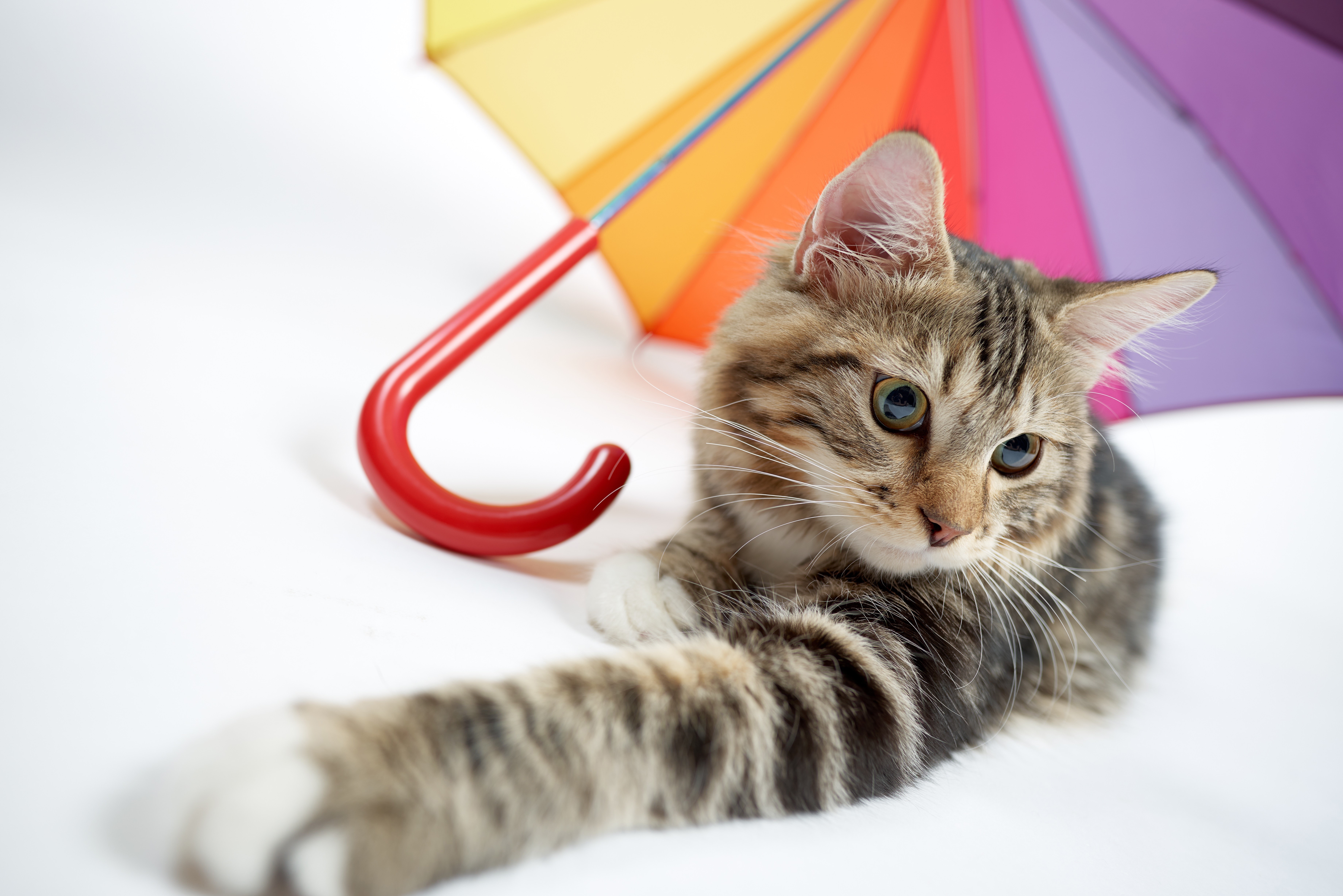 Tabby kitten with colorful umbrella HD Wallpaper