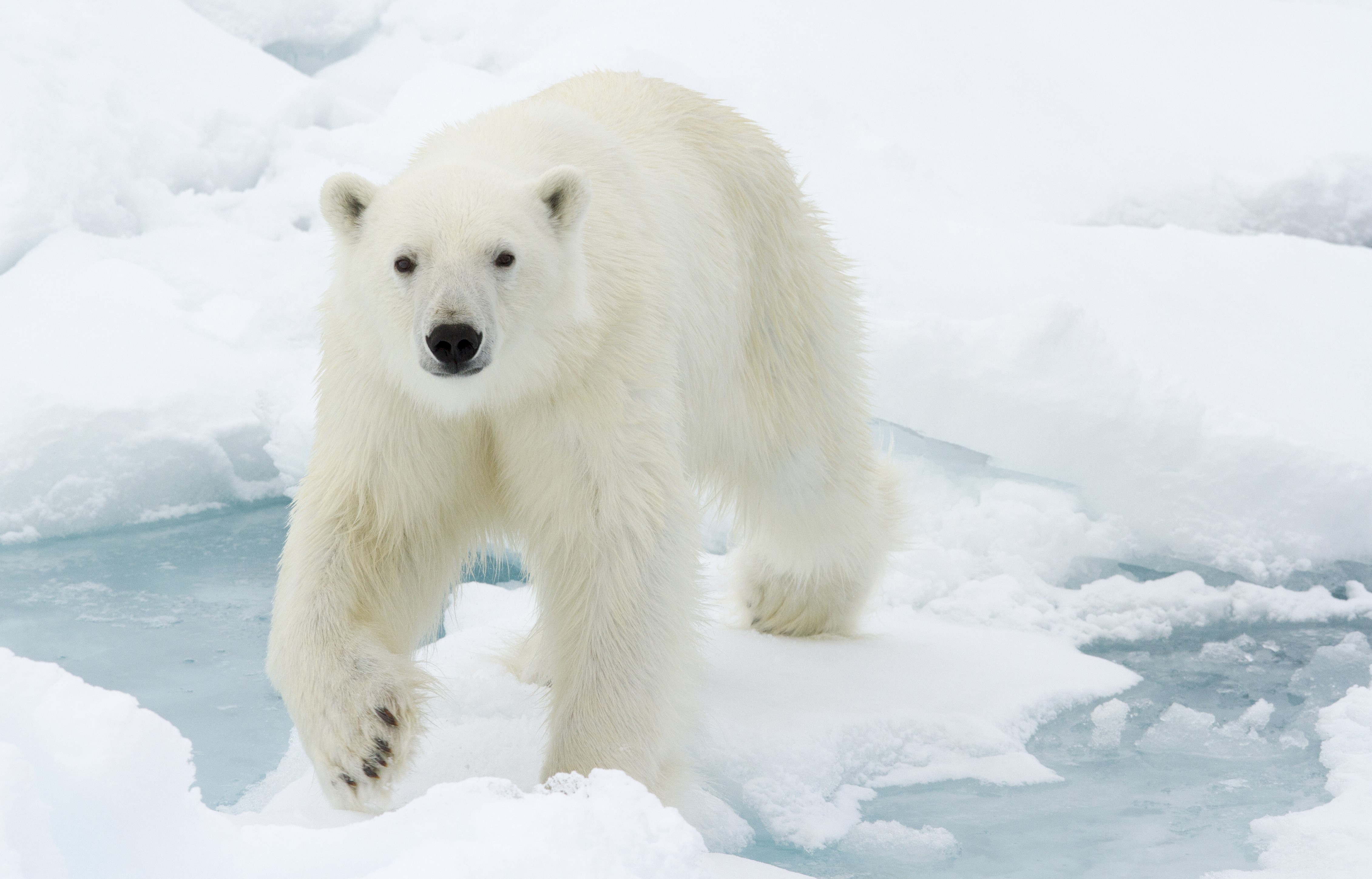 Polar bear on ice floes HD Wallpaper