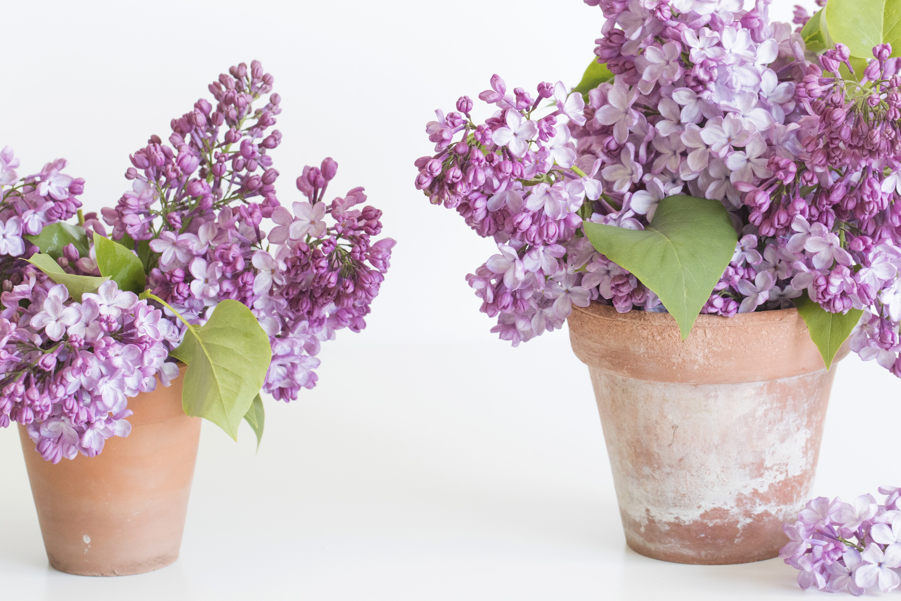 Two terracotta pots filled with purple lilacs HD Wallpaper