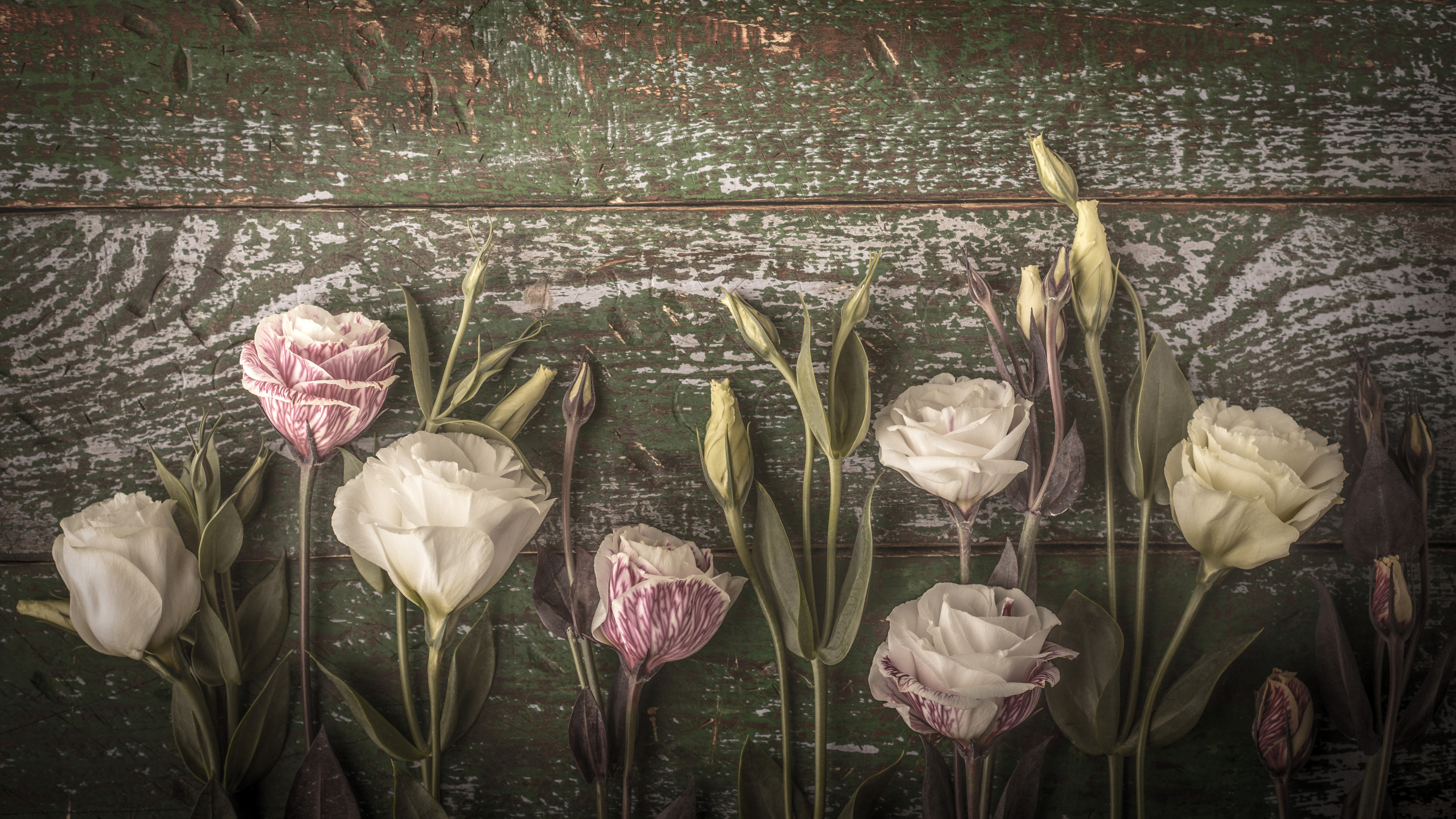 Eustoma flowers on distressed wood planks HD Wallpaper