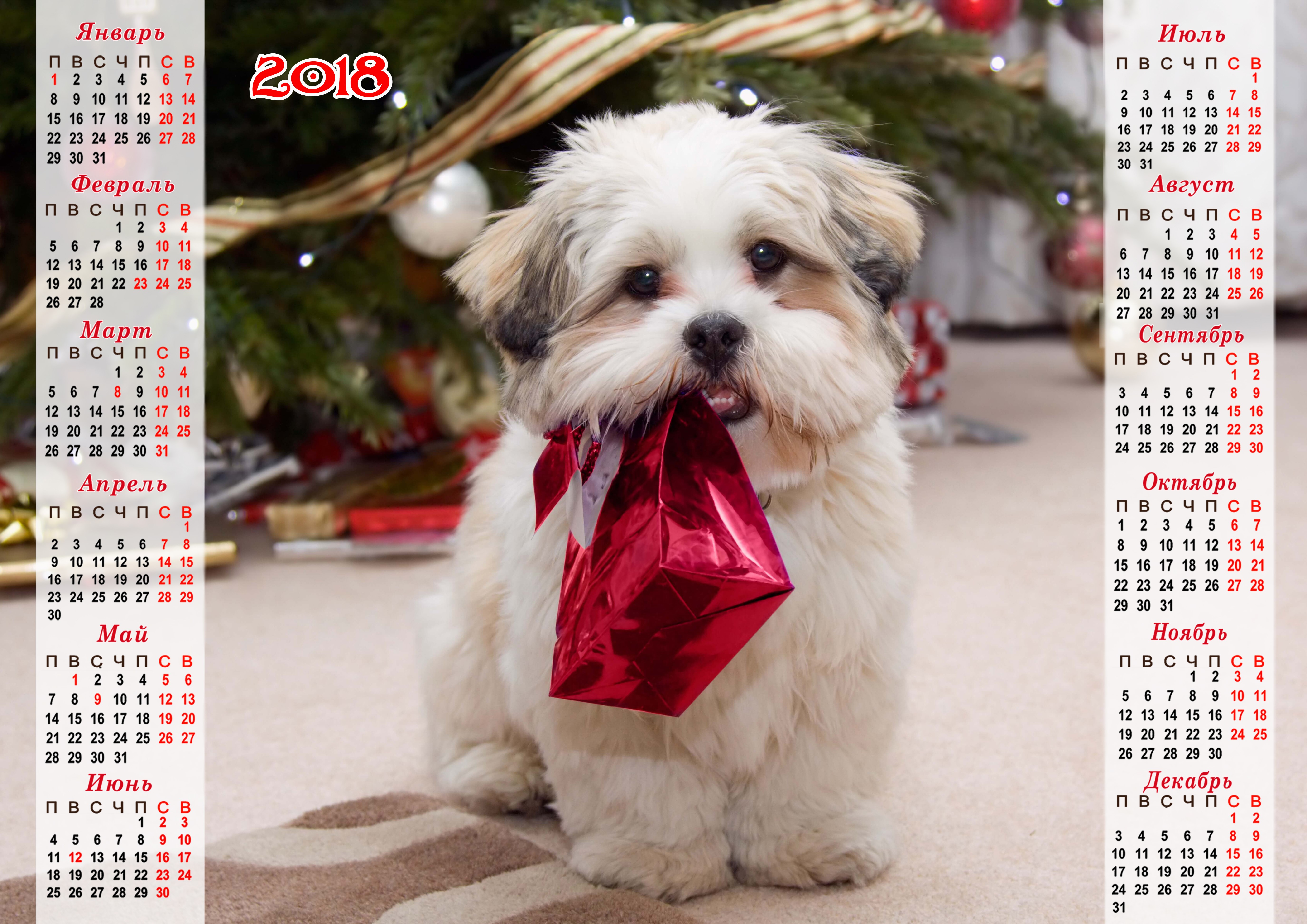 2018 Calendar with a Bolognese puppy and a Christmas tree HD Wallpaper