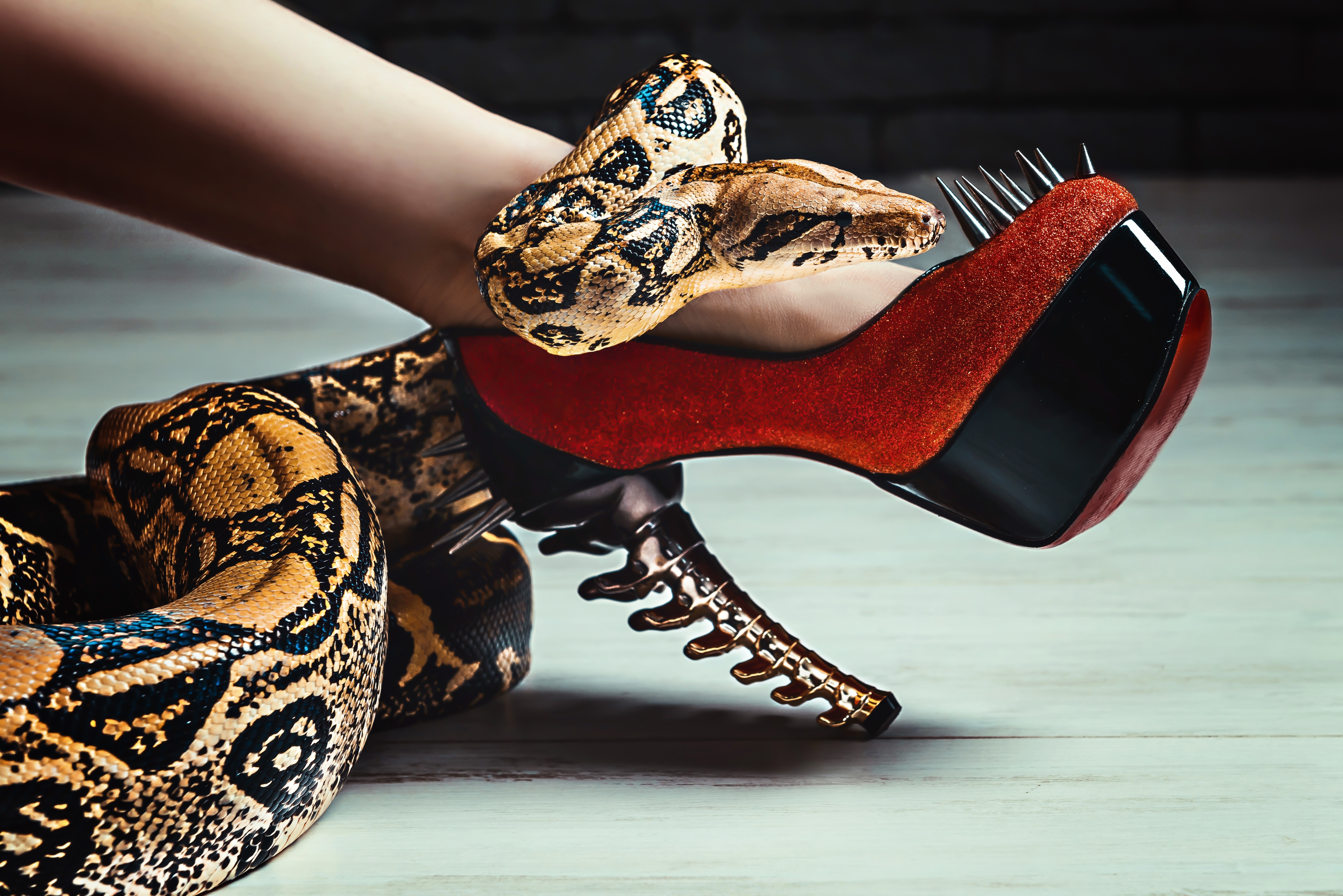 Snake coiled around a stiletto heel HD Wallpaper