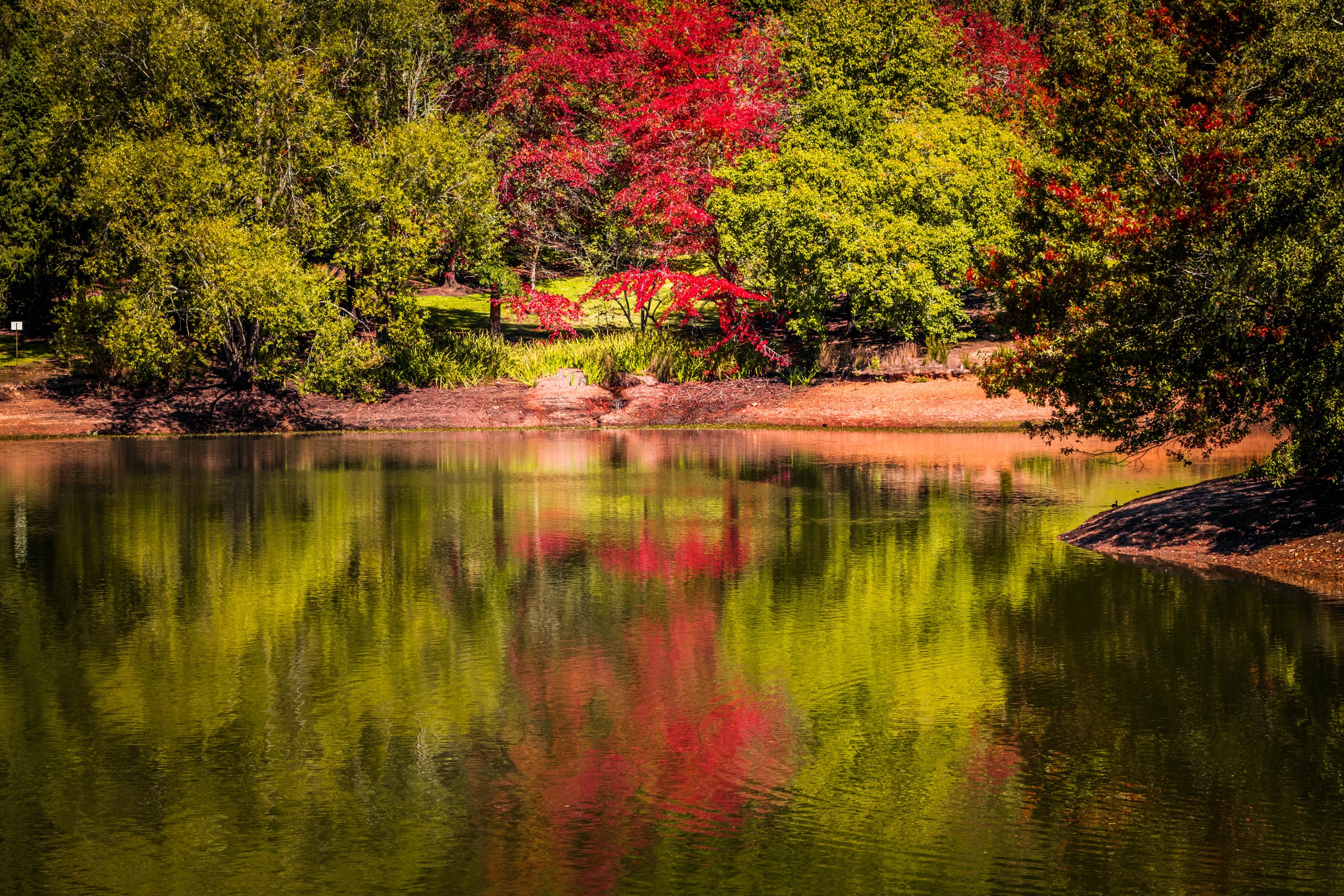 Trees reflecting in a pond at Mount Lofty Botanic Garden HD Wallpaper