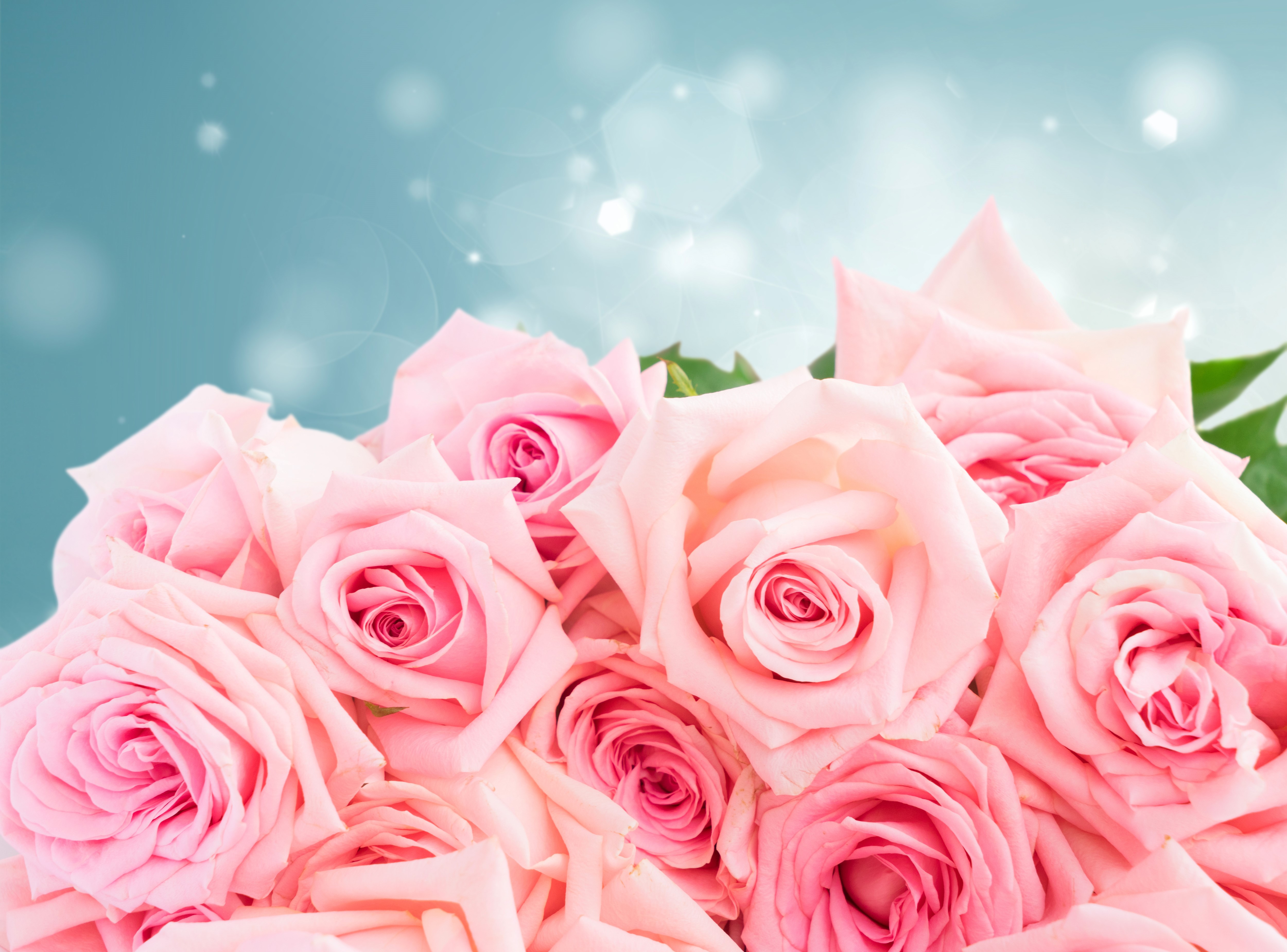 Pink Roses Closeup HD Wallpaper