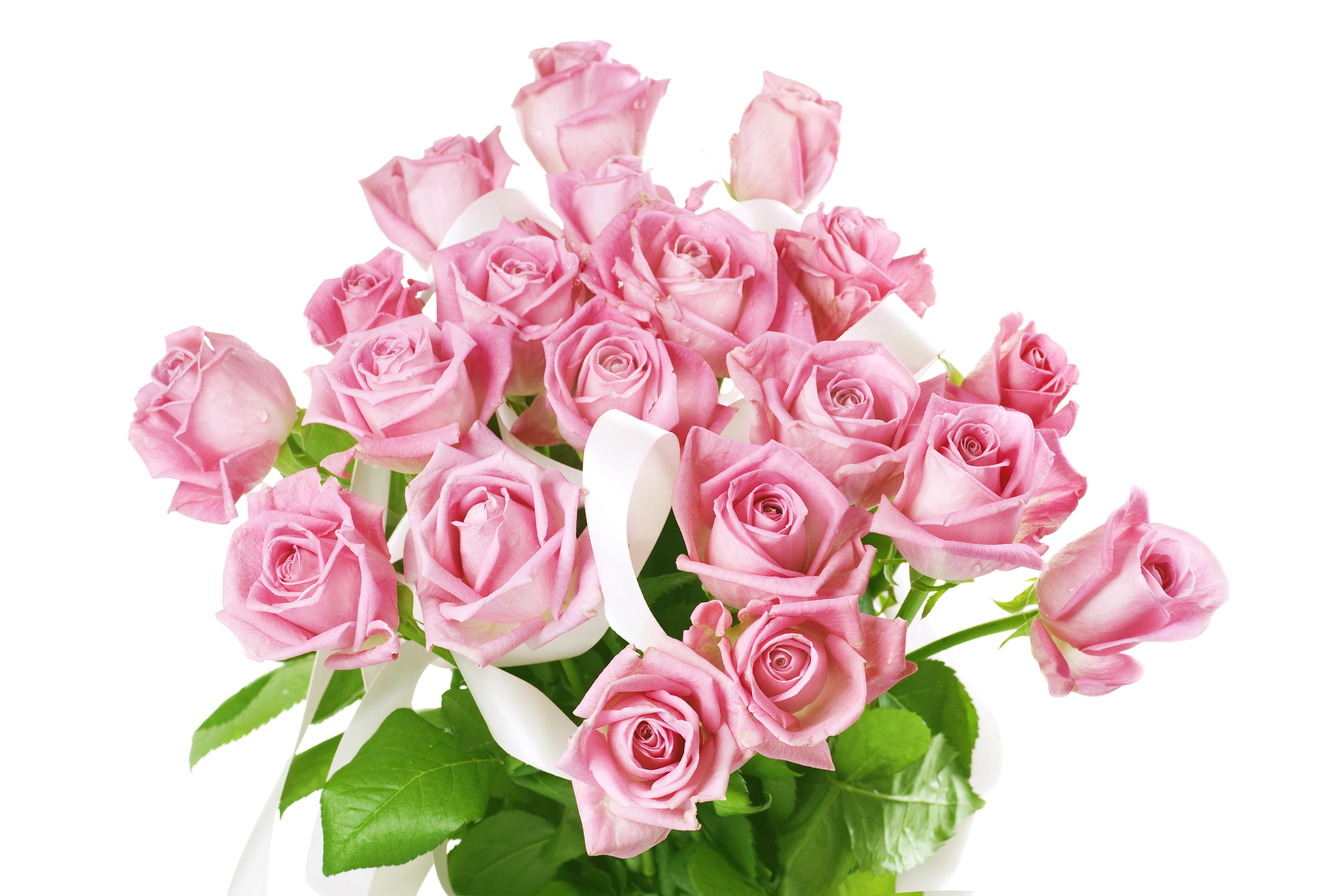 Bouquet of pink roses with white ribbons HD Wallpaper