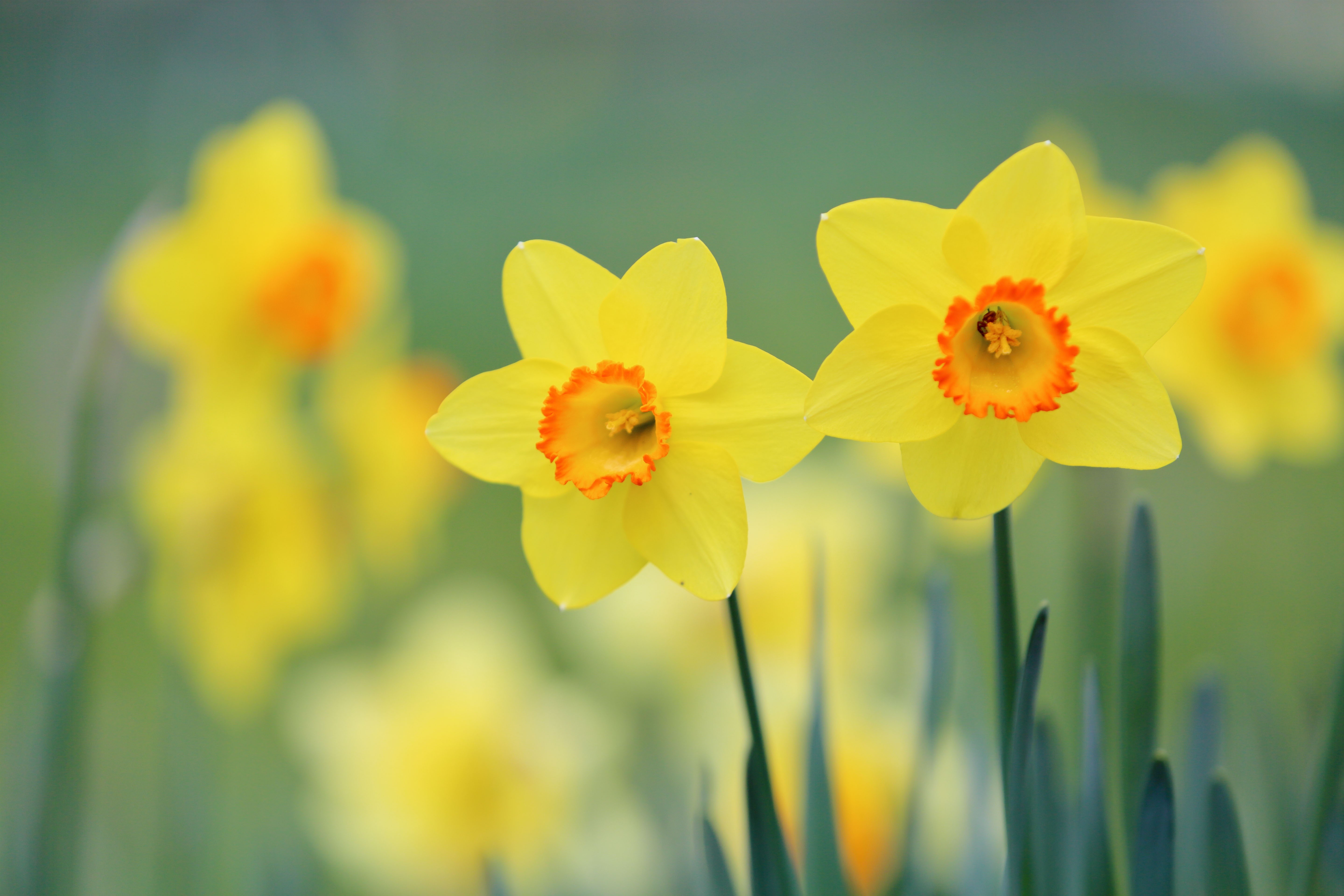 Yellow Daffodils in a Field HD Wallpaper