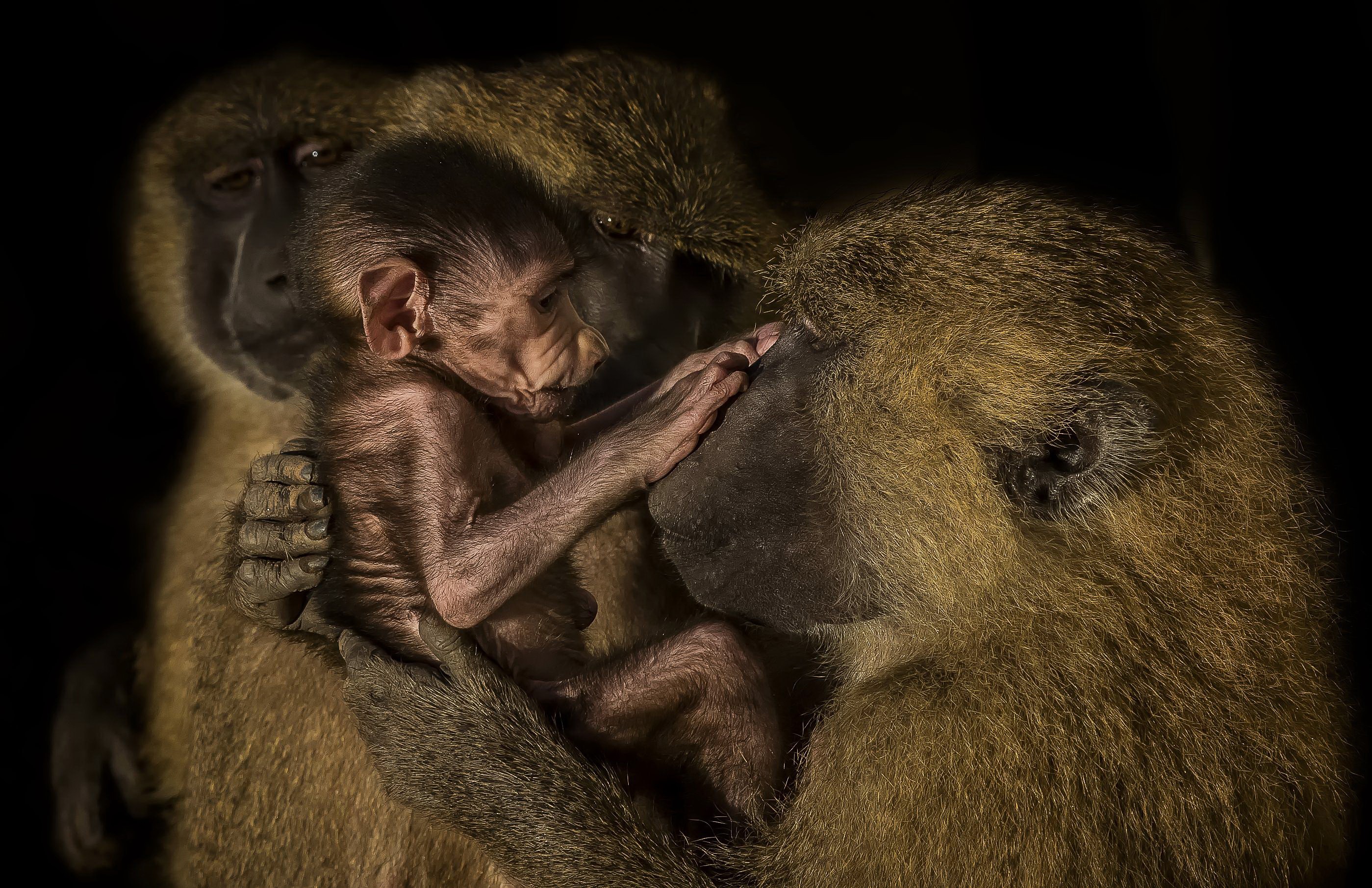 Three baboons with a newborn baby HD Wallpaper