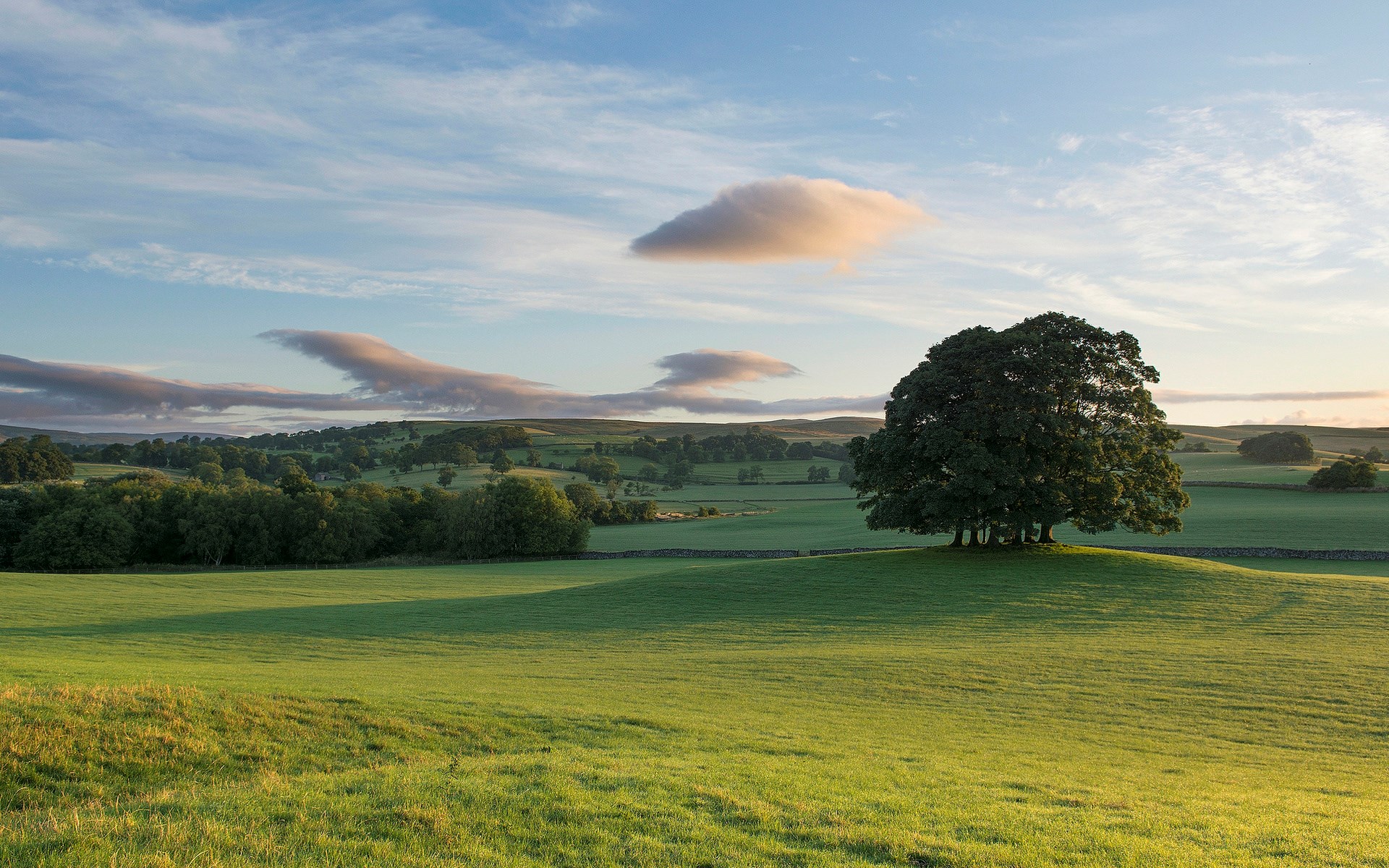 Rolling green hills with a large tree and clouds HD Wallpaper