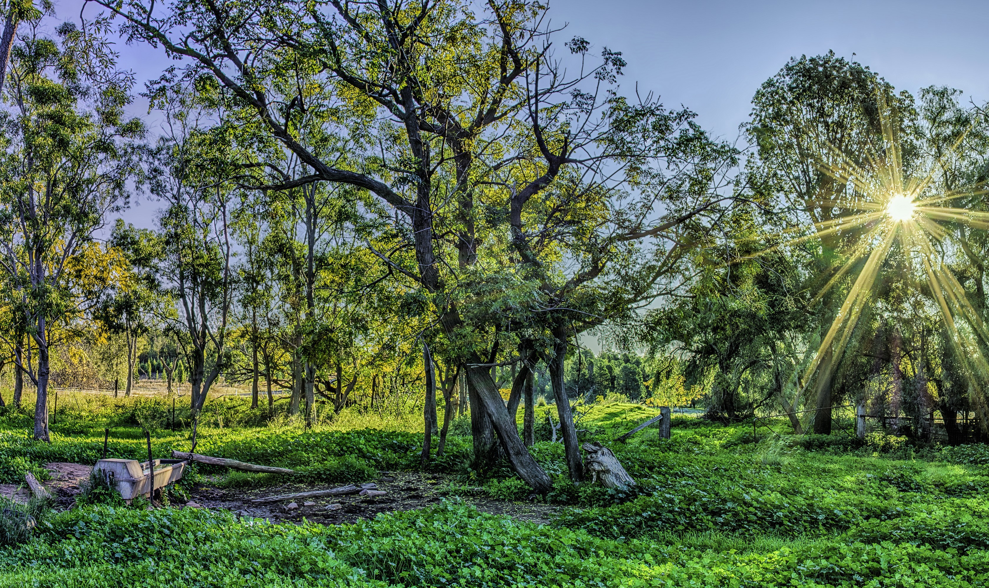 Sun rays shining through trees in a grassy field HD Wallpaper